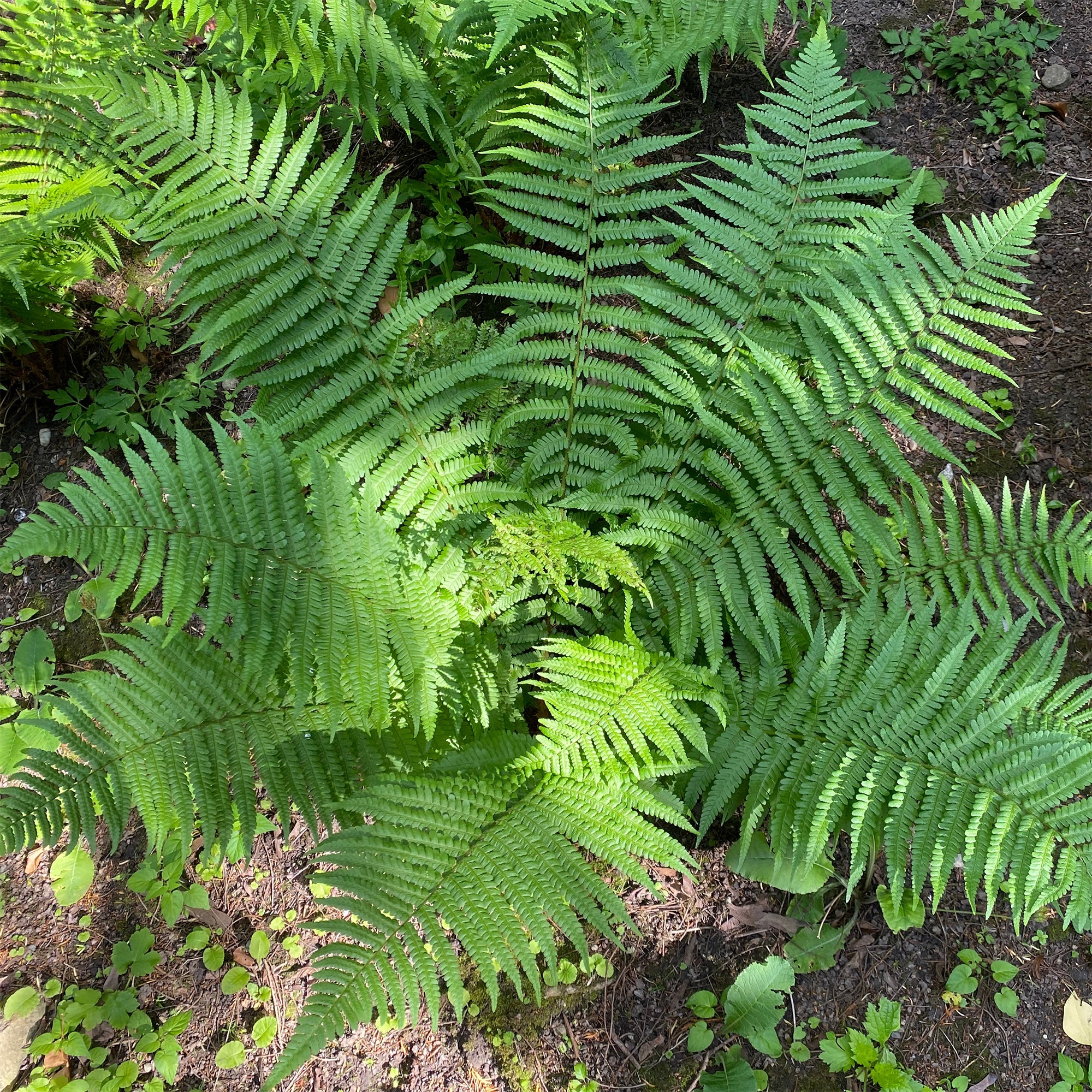 Mannetjesvaren - Image 2