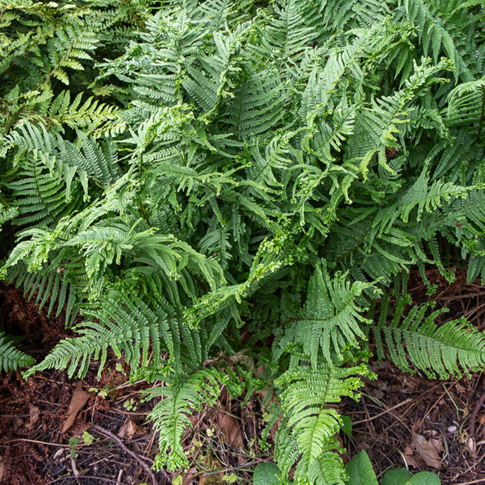 Mannetjesvaren 'Cristata'