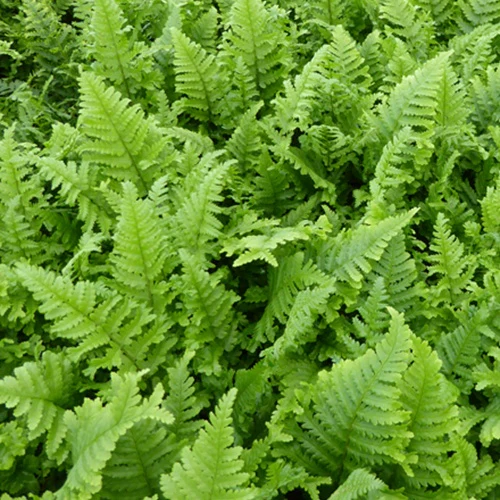 Mannetjesvaren 'Cristata' - Image 2
