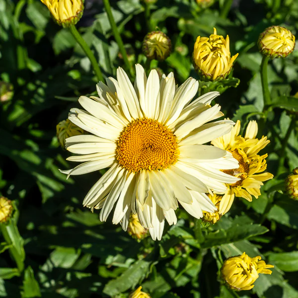 Margriet 'Banana Cream' (x2) - Image 2