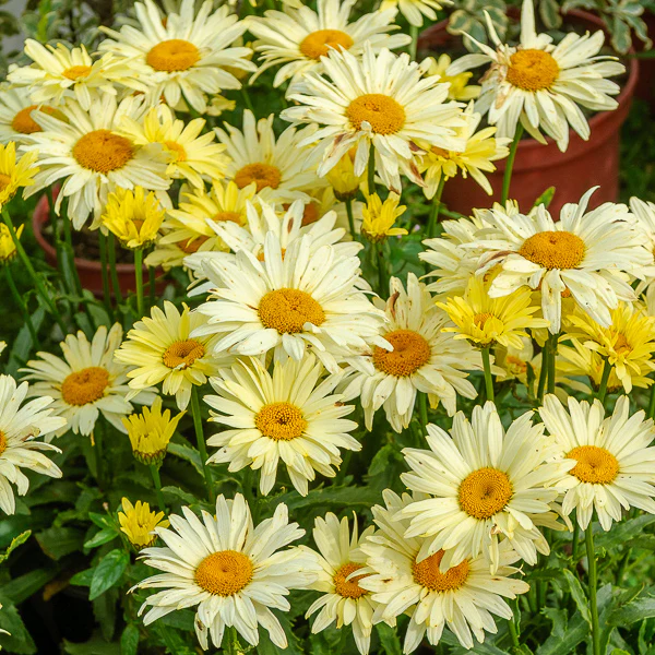 Margriet 'Banana Cream' (x2) - Image 3