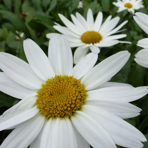 Margriet Gruppenstolz Leucanthème Gruppenstolz