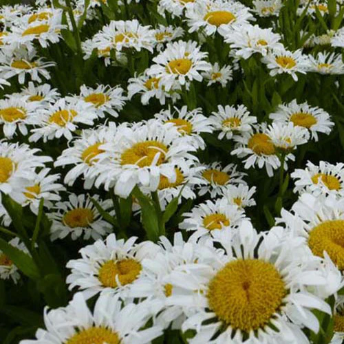 Margriet Lacrosse