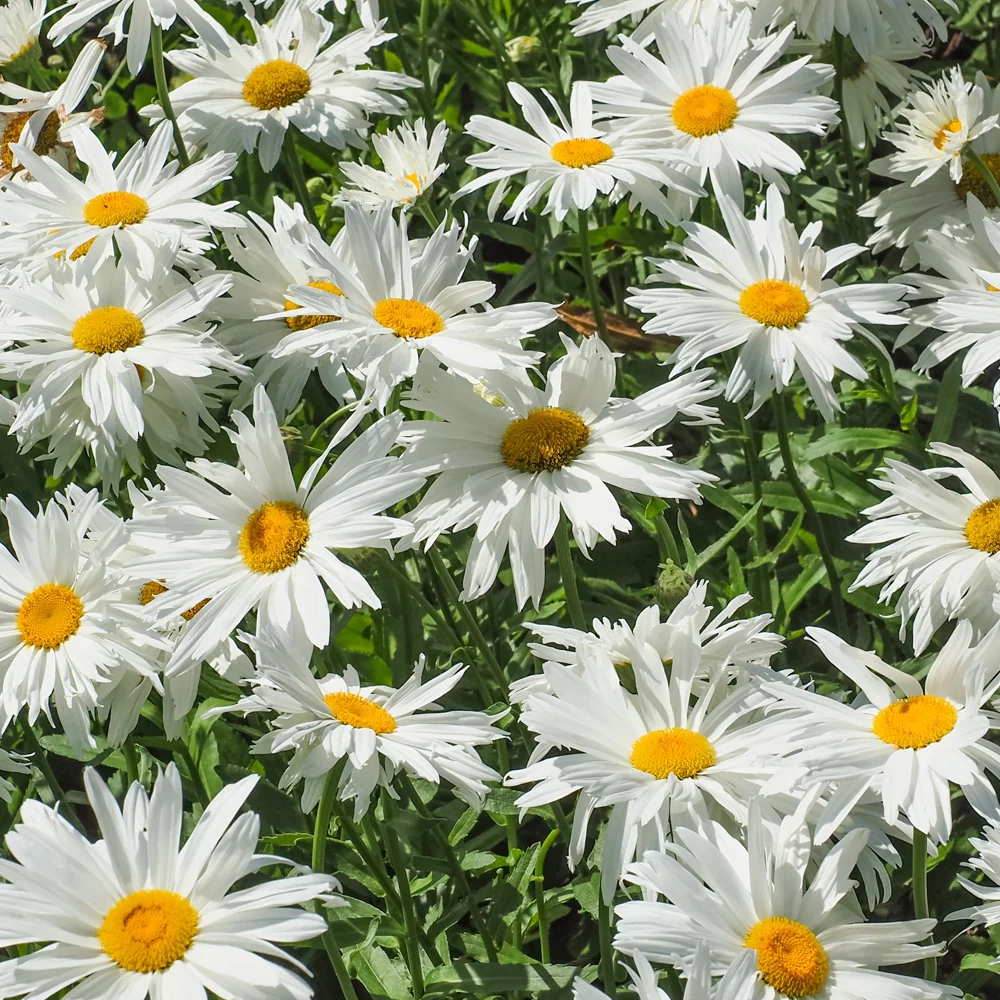 Margriet 'Sweet Daisy Rebecca' - Image 2