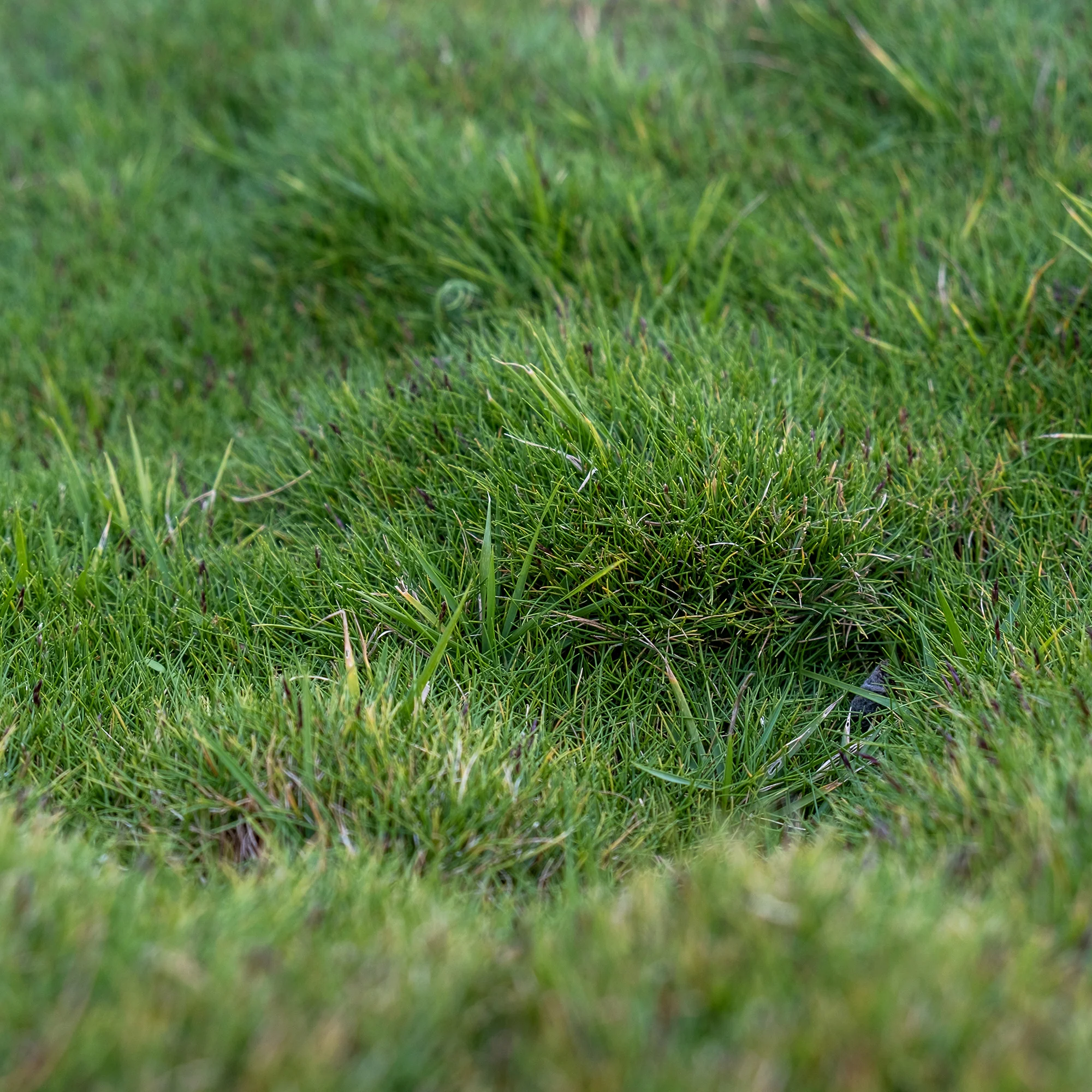 Mascareense gras