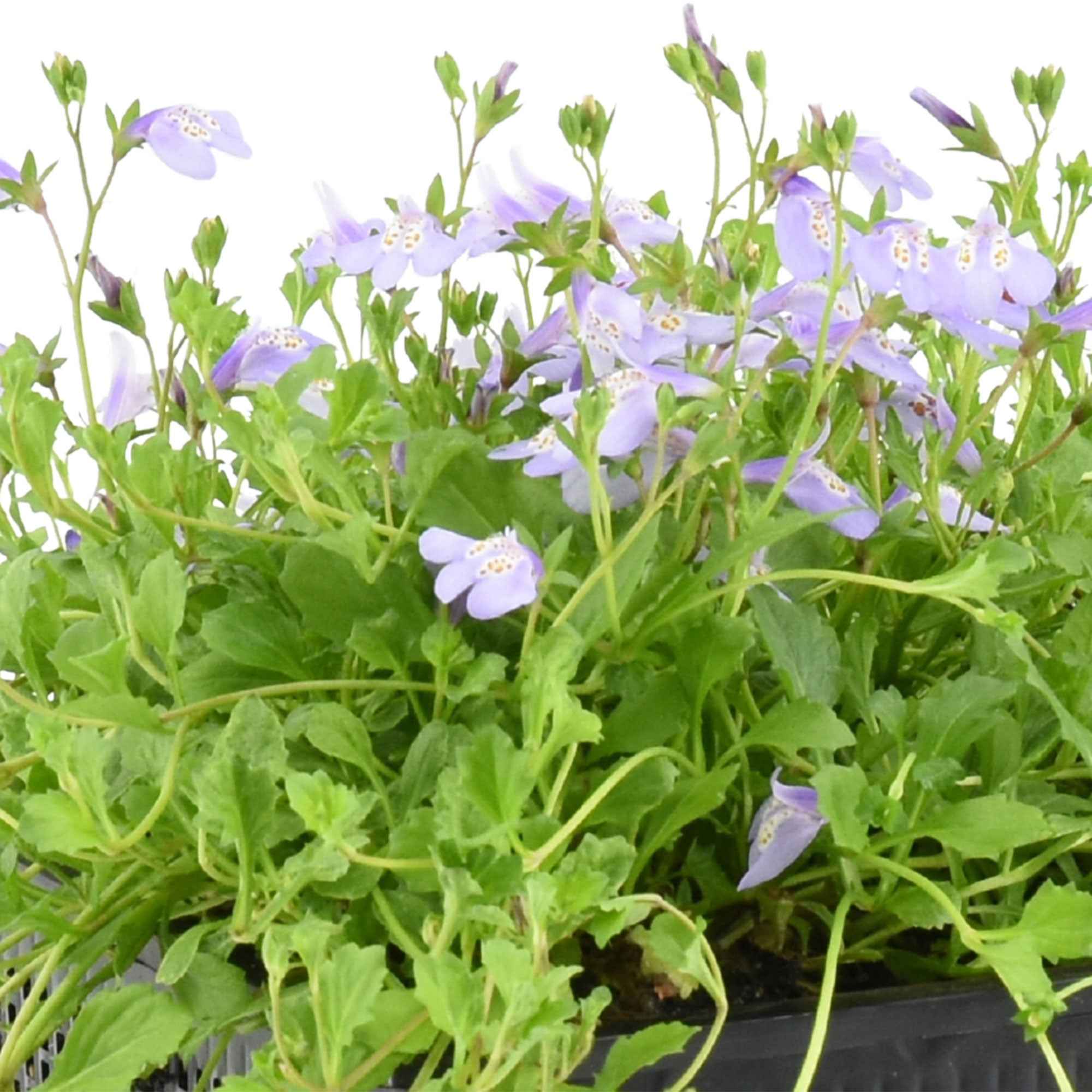 Mazus reptans 'Blue' paars