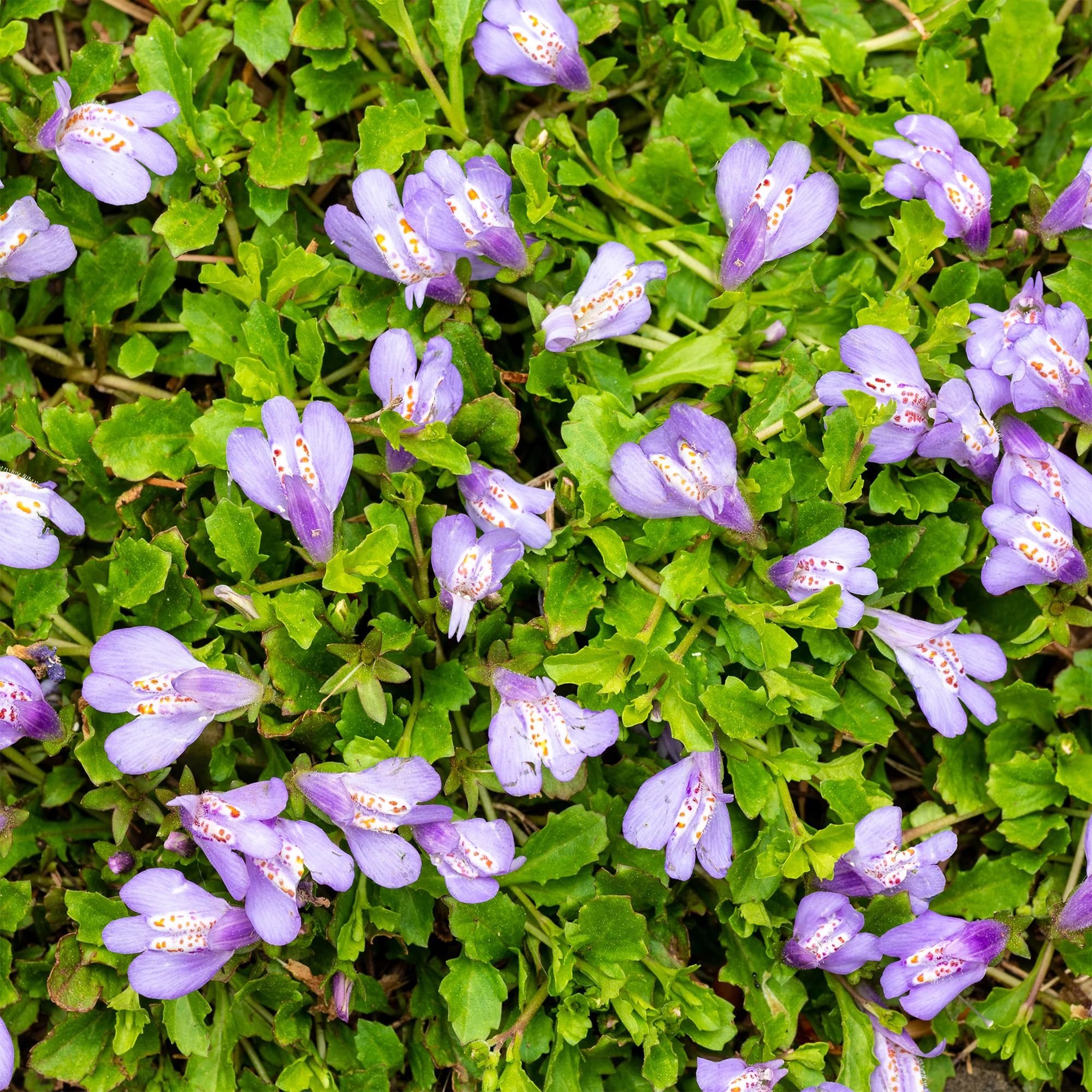 Mazus reptans 'Blue' paars - Image 2