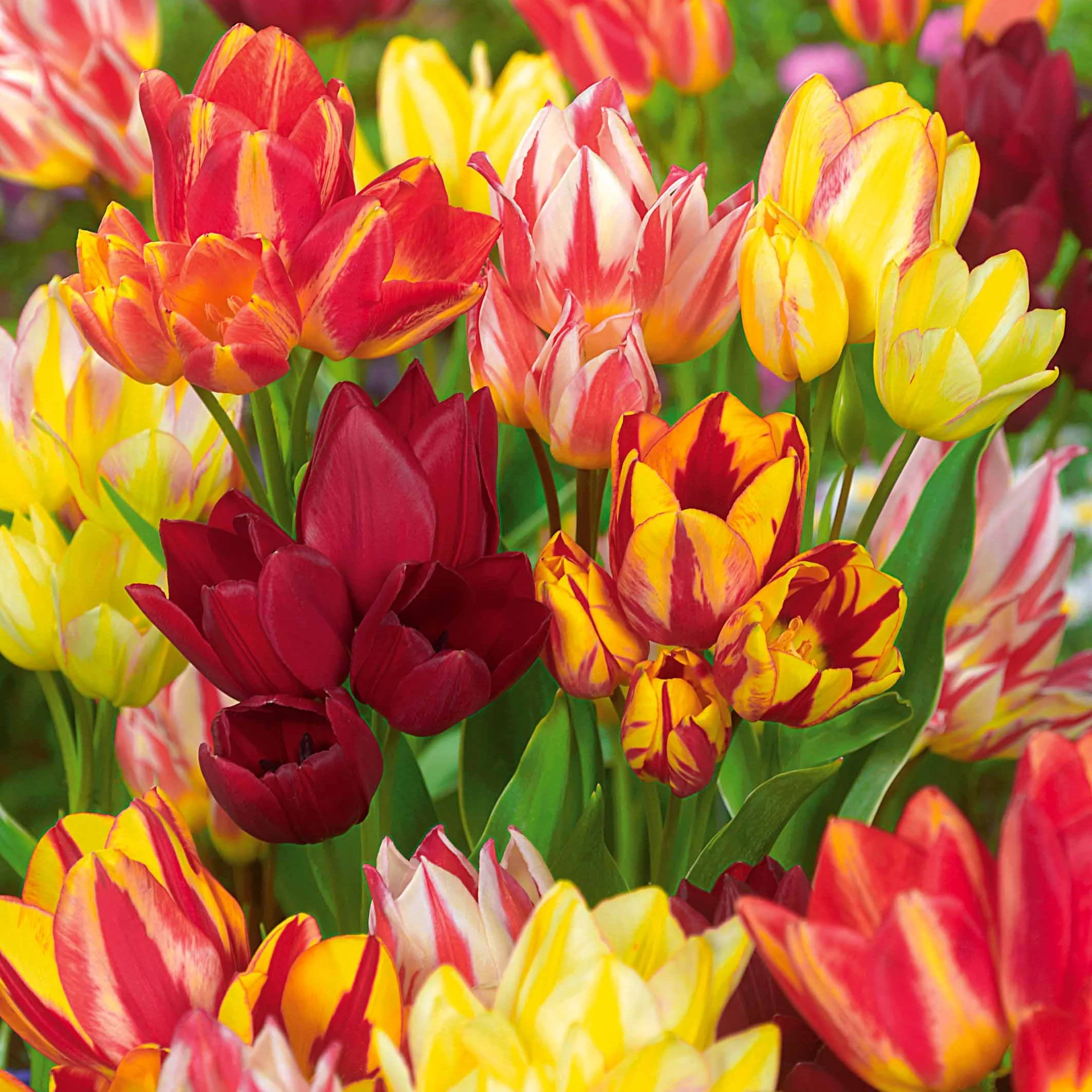 Meerbloemige Tulpen gemengd (x10)