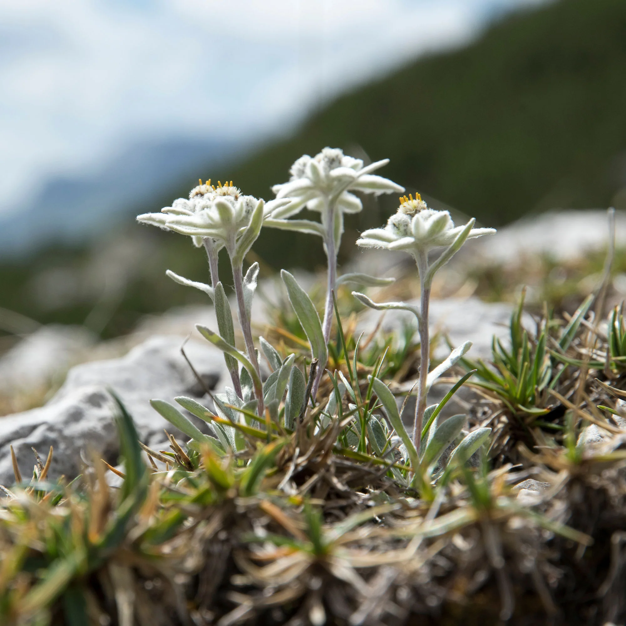 Meerjarige edelweiss - Image 3