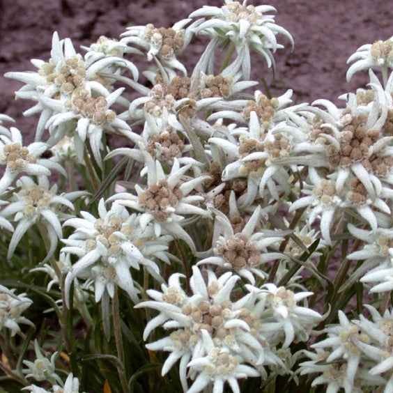 Meerjarige edelweiss - Image 4