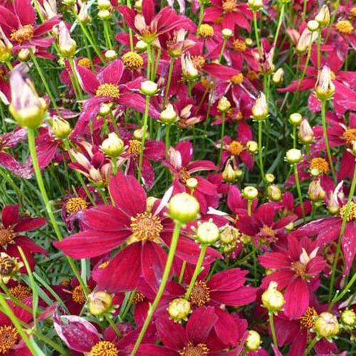 Meisjesogen 'Red Satin'