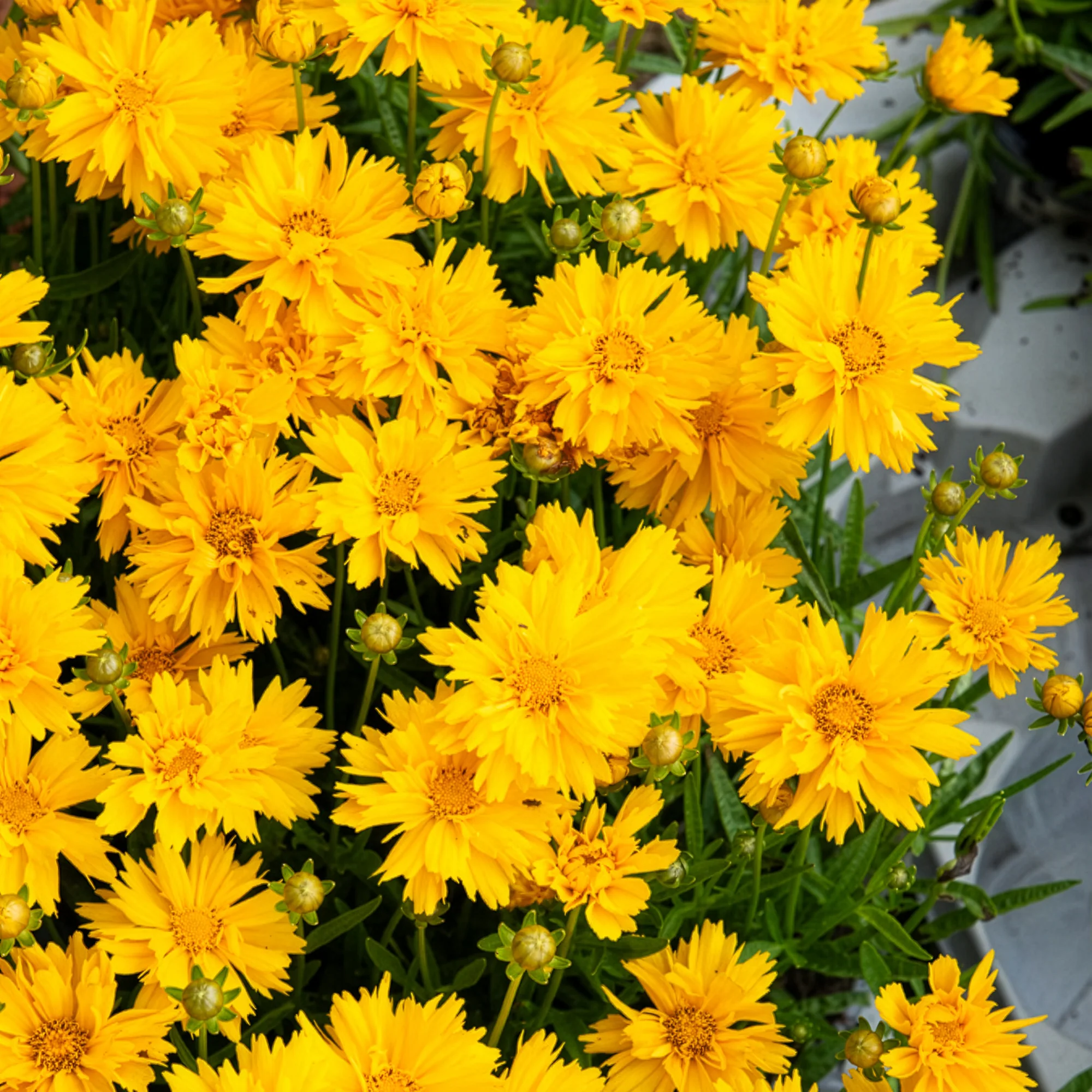 Meisjesogen Sunray - Image 4
