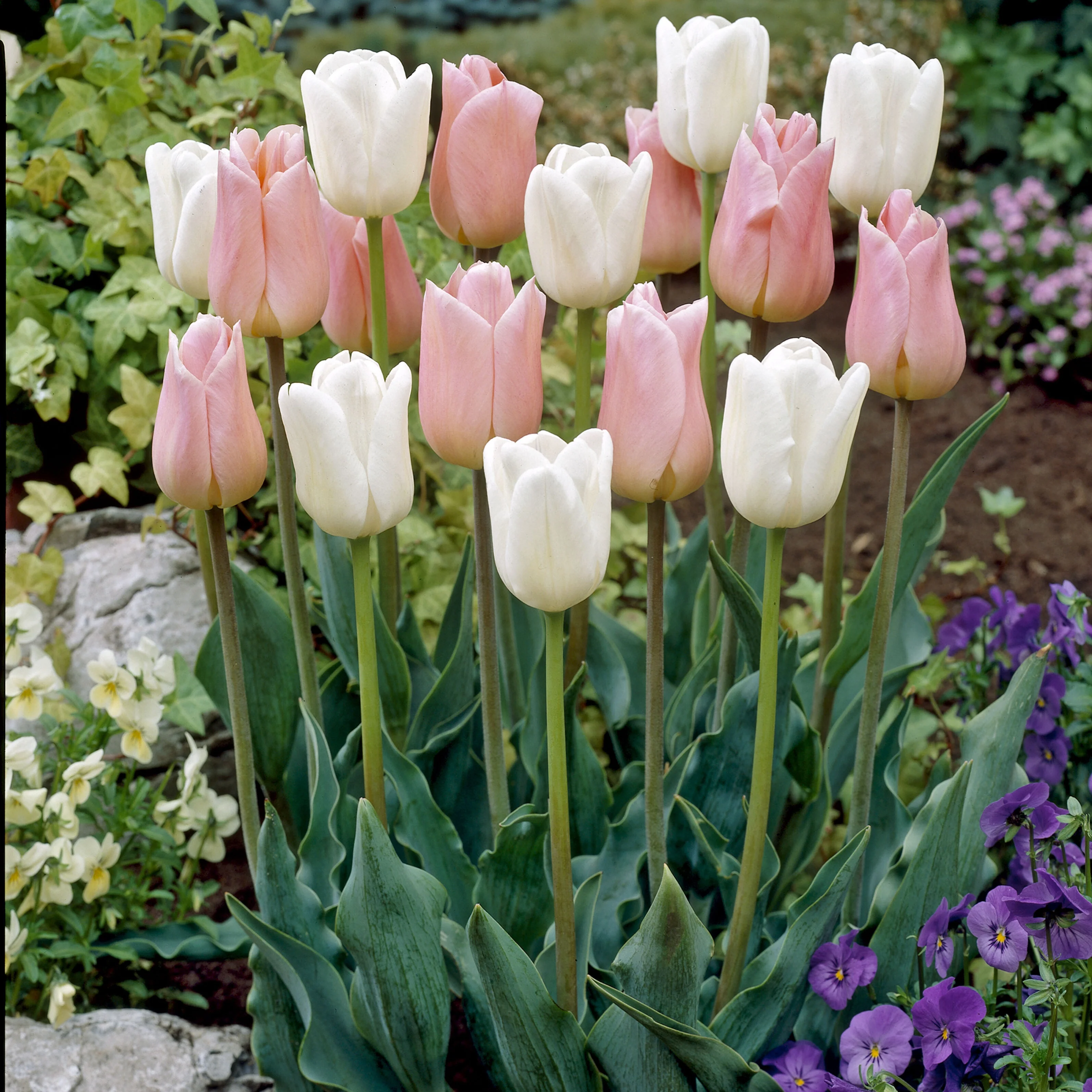 Mélange van tulpen Sweet candy (x10)