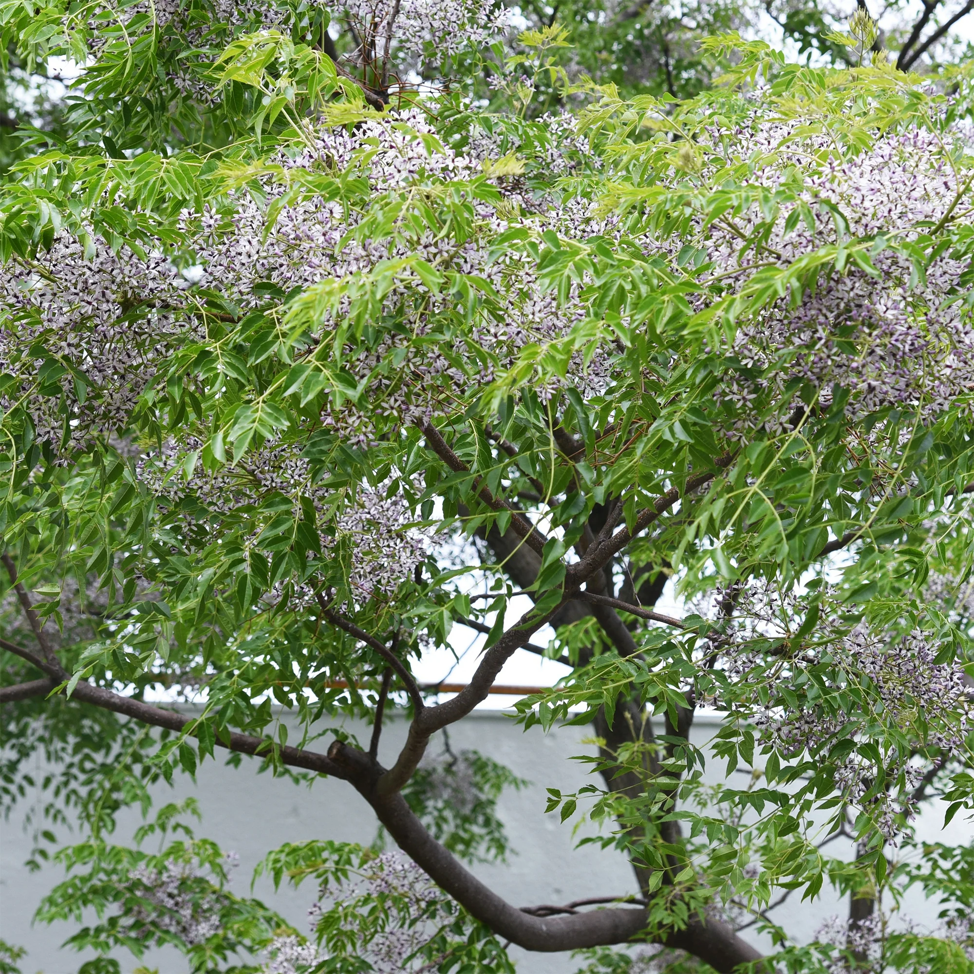 Melia azedarach / Kralenboom - Image 2