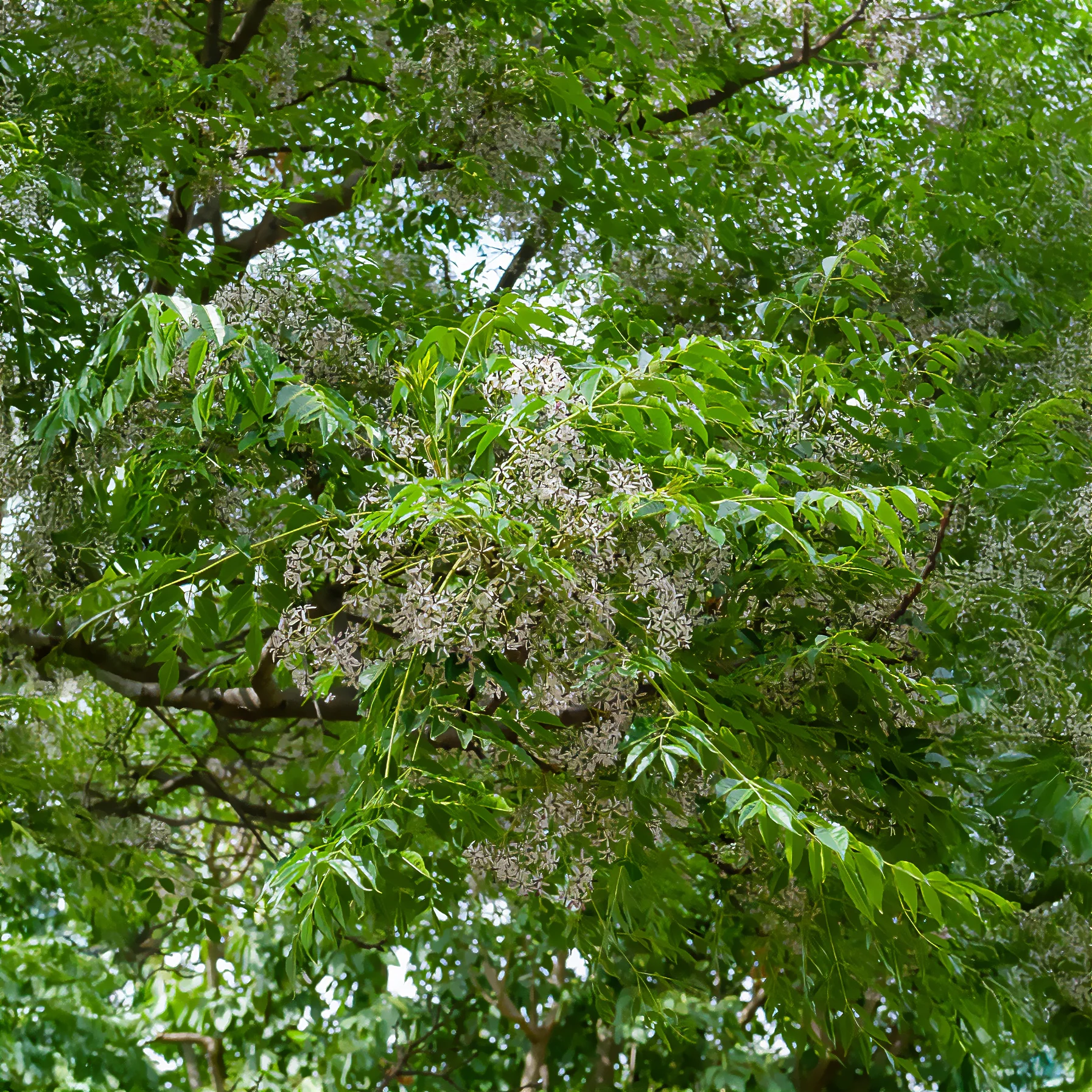 Melia azedarach / Kralenboom - Image 3