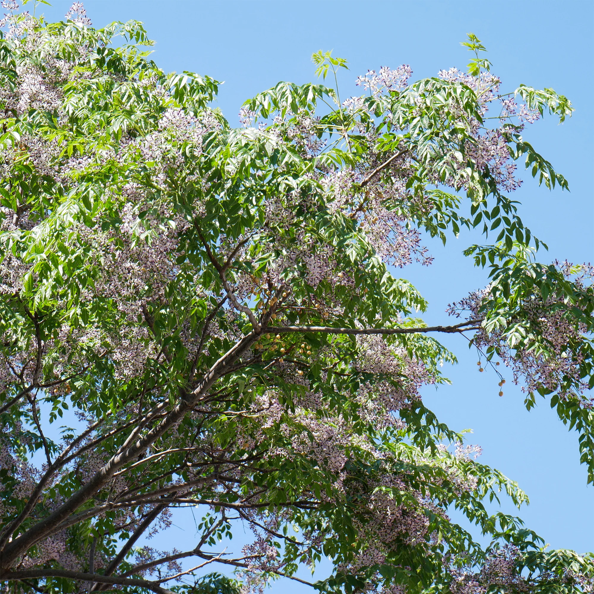 Melia azedarach / Kralenboom - Image 4