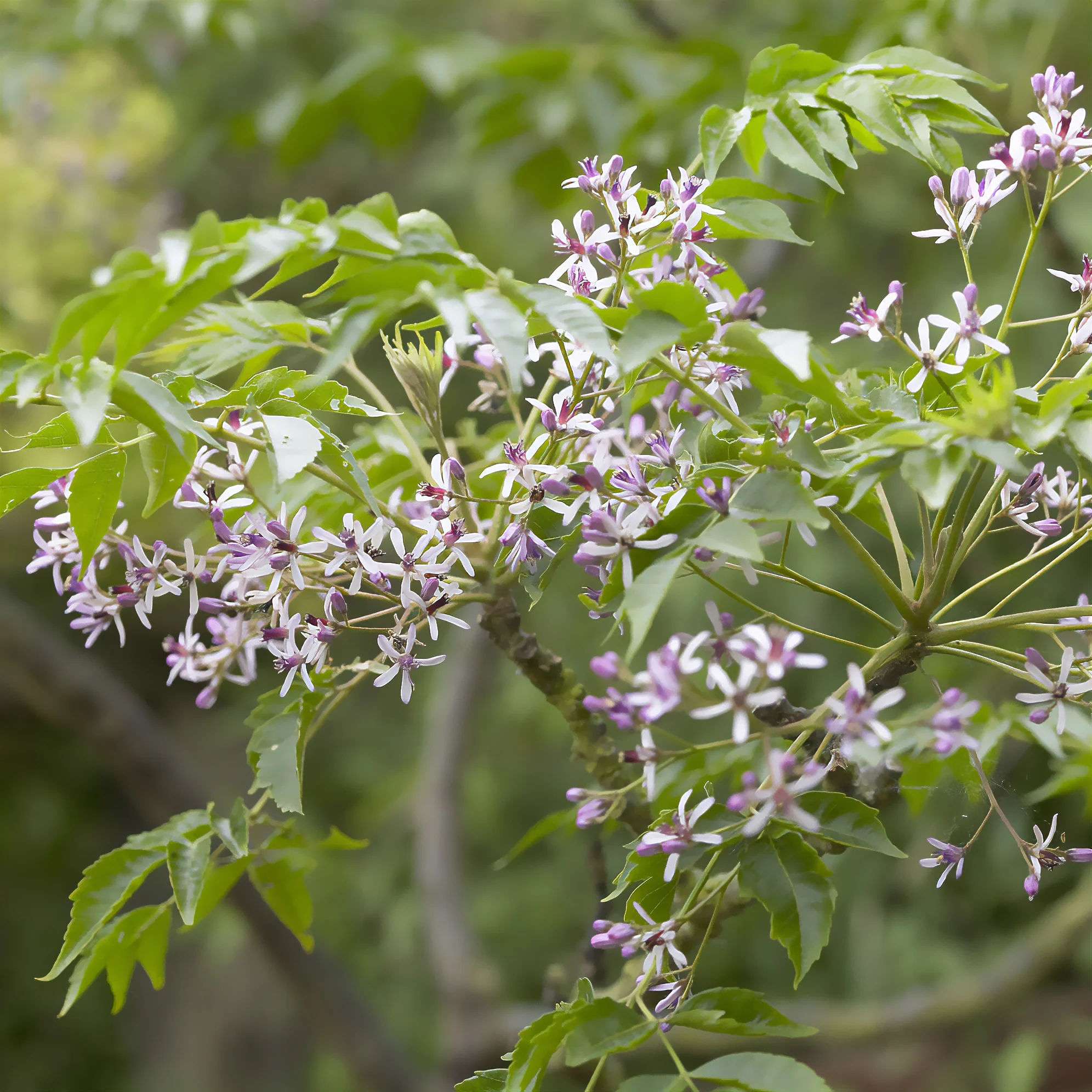 Melia azedarach / Kralenboom - Image 5
