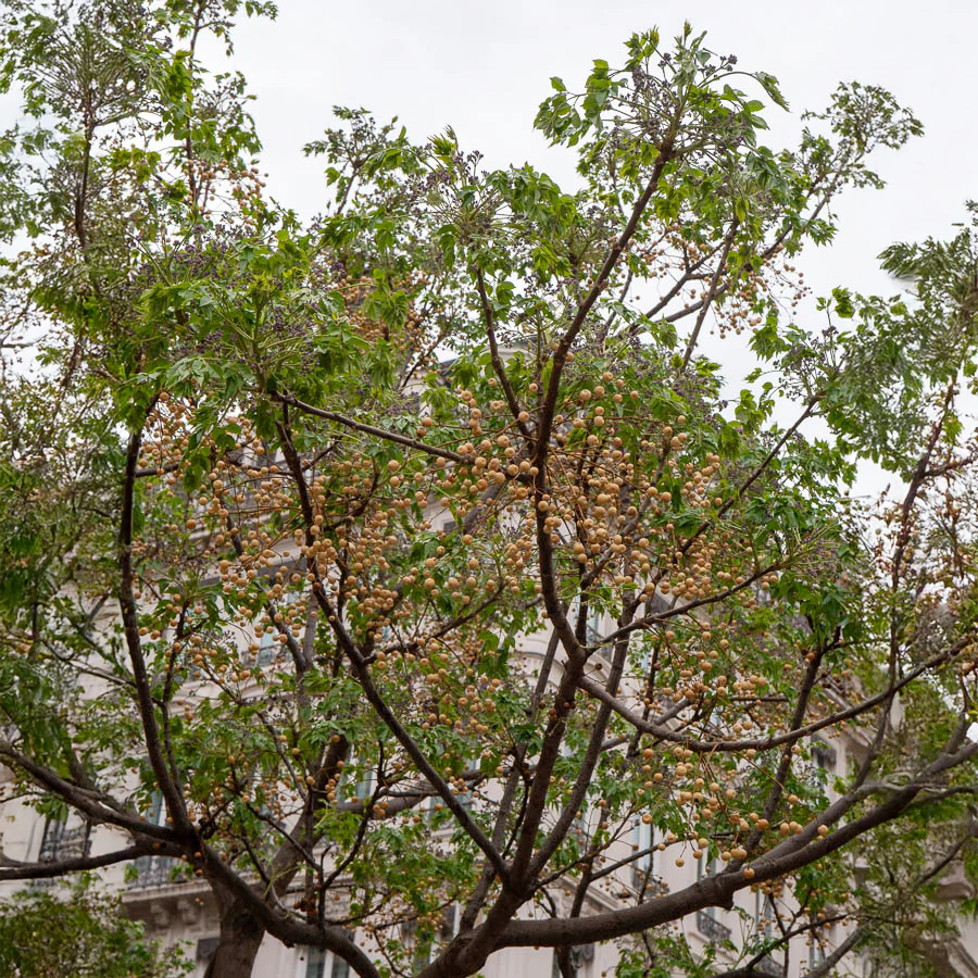 Melia azedarach / Kralenboom - Image 6