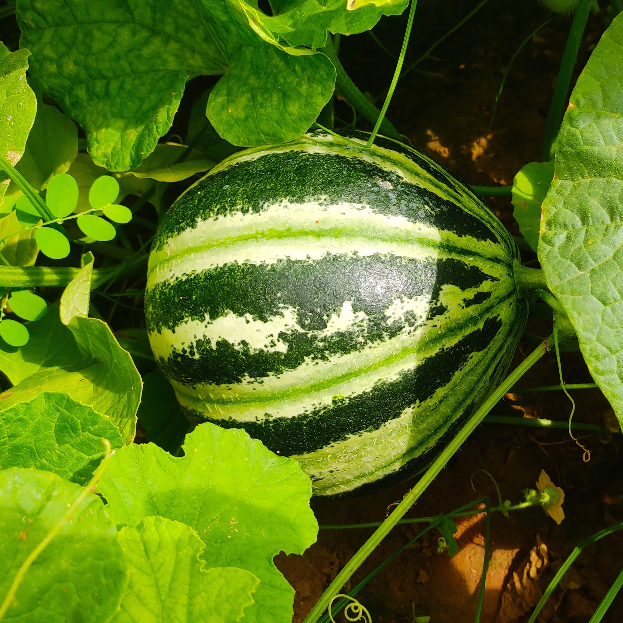 Meloen 'Oranje Ananas'