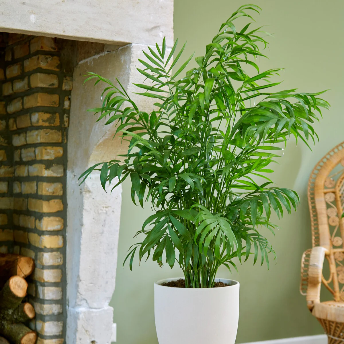 Mexicaanse dwergpalm - Image 3