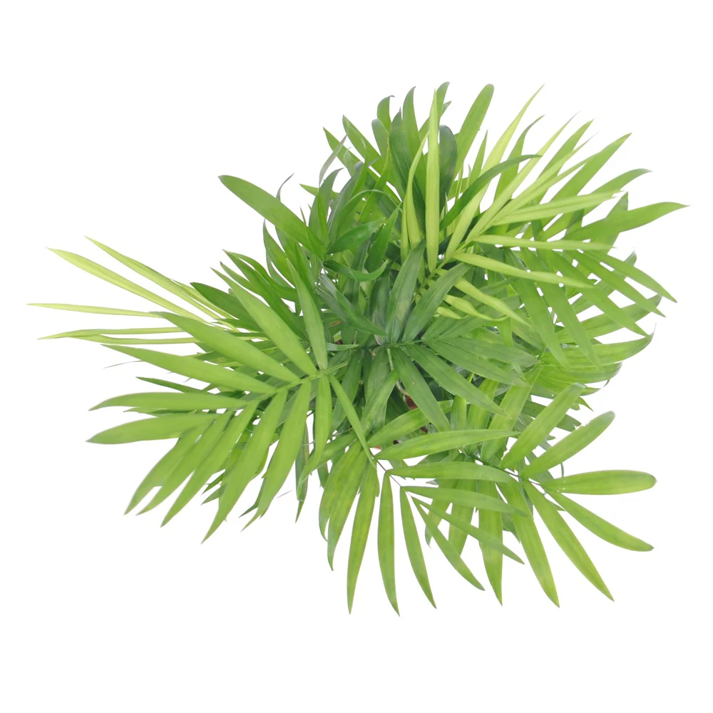 Mexicaanse dwergpalm - Image 7