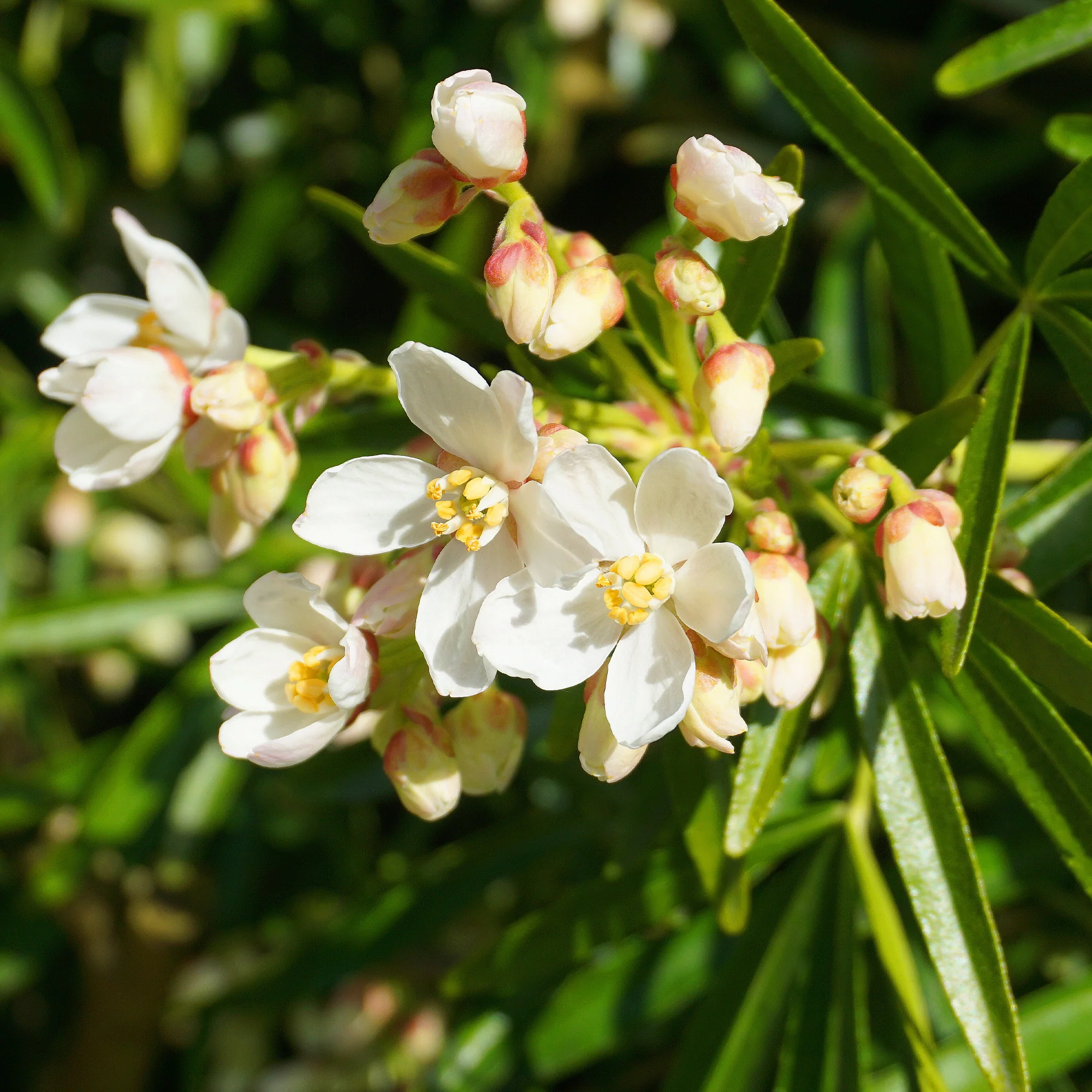 Mexicaanse oranjebloesem 'Aztec Pearl'