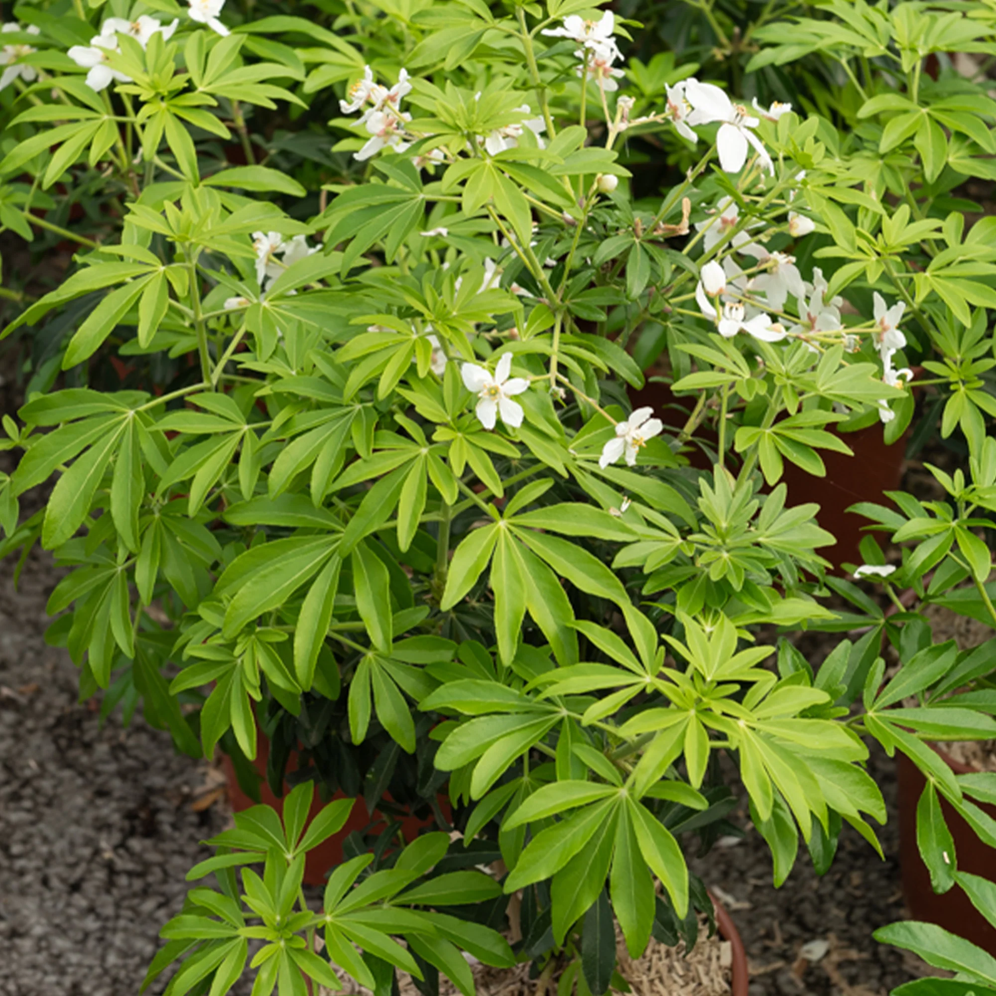 Mexicaanse oranjebloesem Green Fingers®