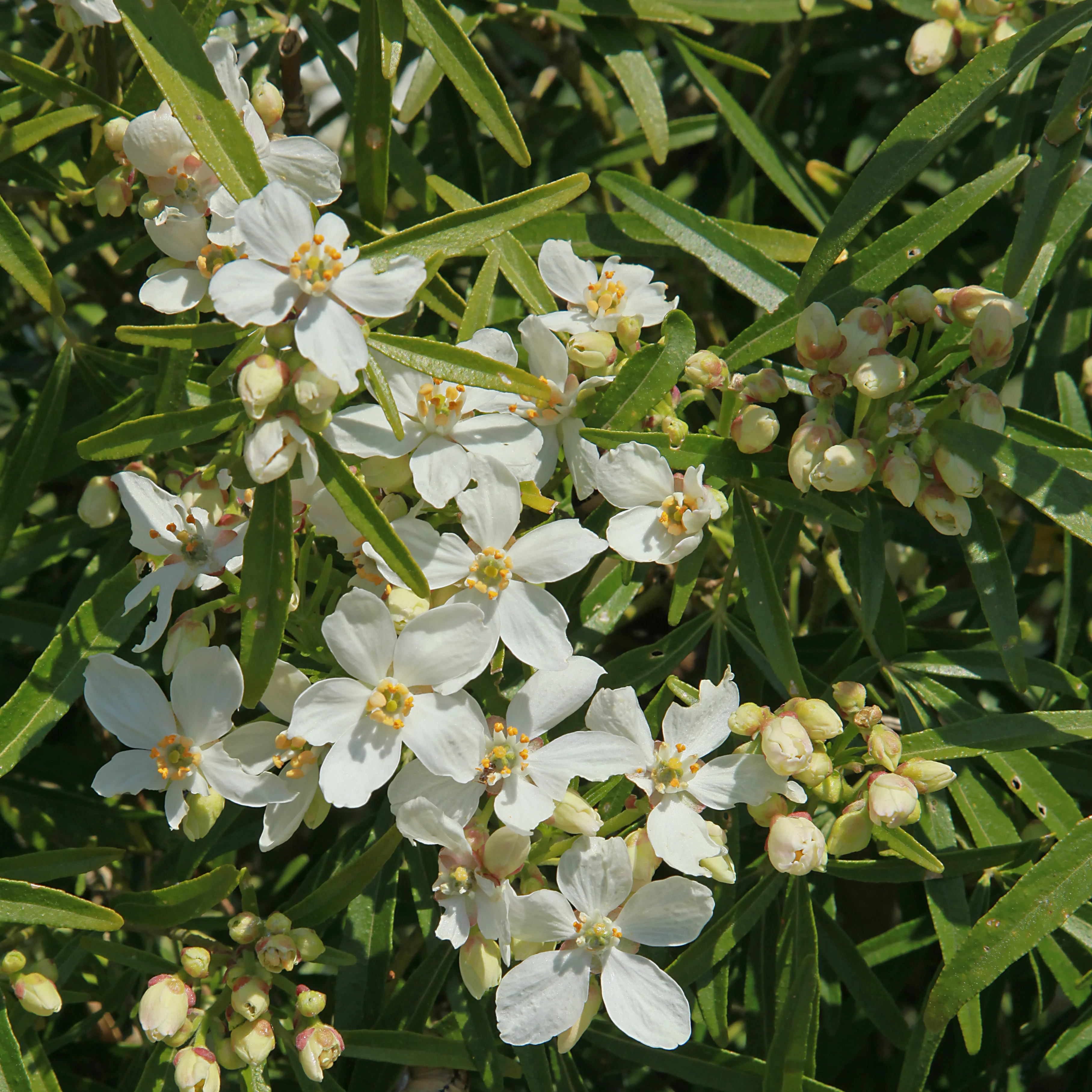 Mexicaanse oranjebloesem 'White Dazzler'® - Image 2