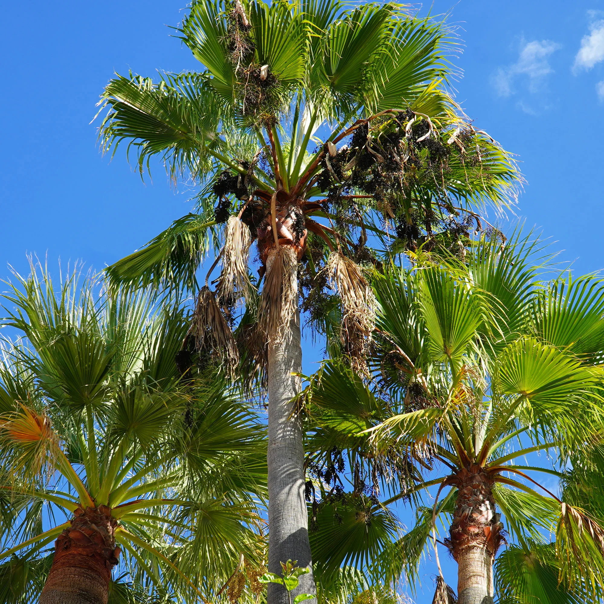 Mexicaanse waaierpalm