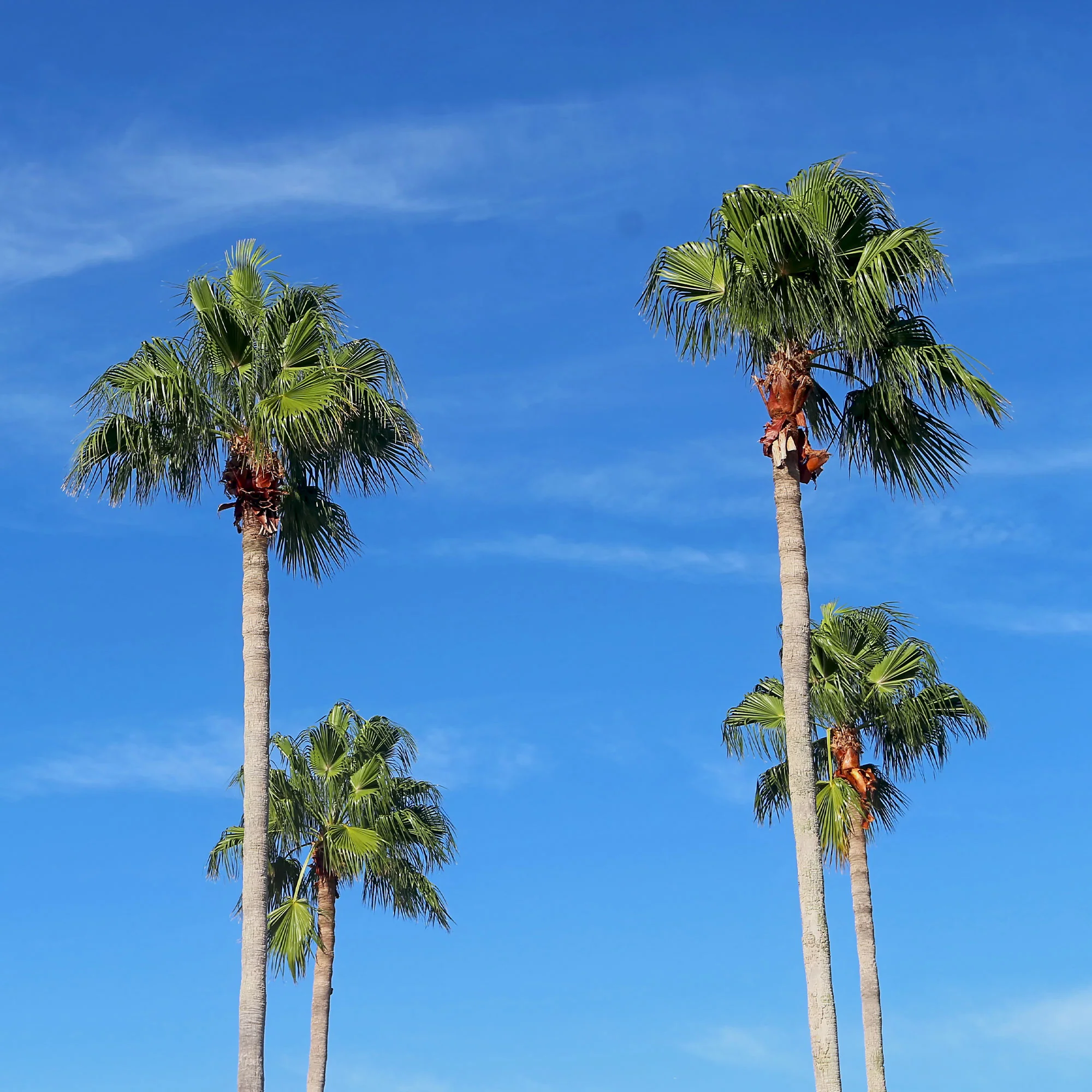 Mexicaanse waaierpalm - Image 3