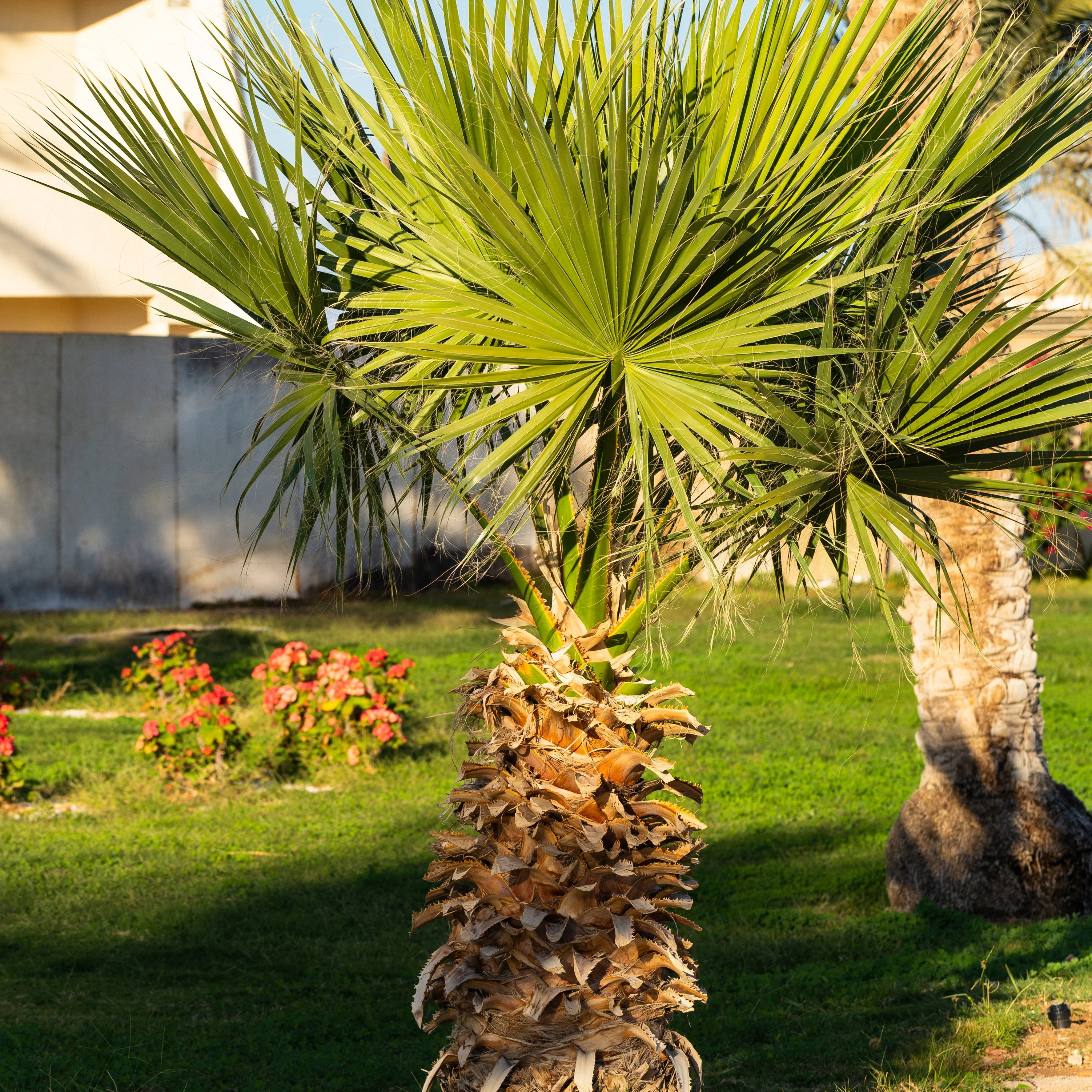 Mexicaanse waaierpalm - Image 4