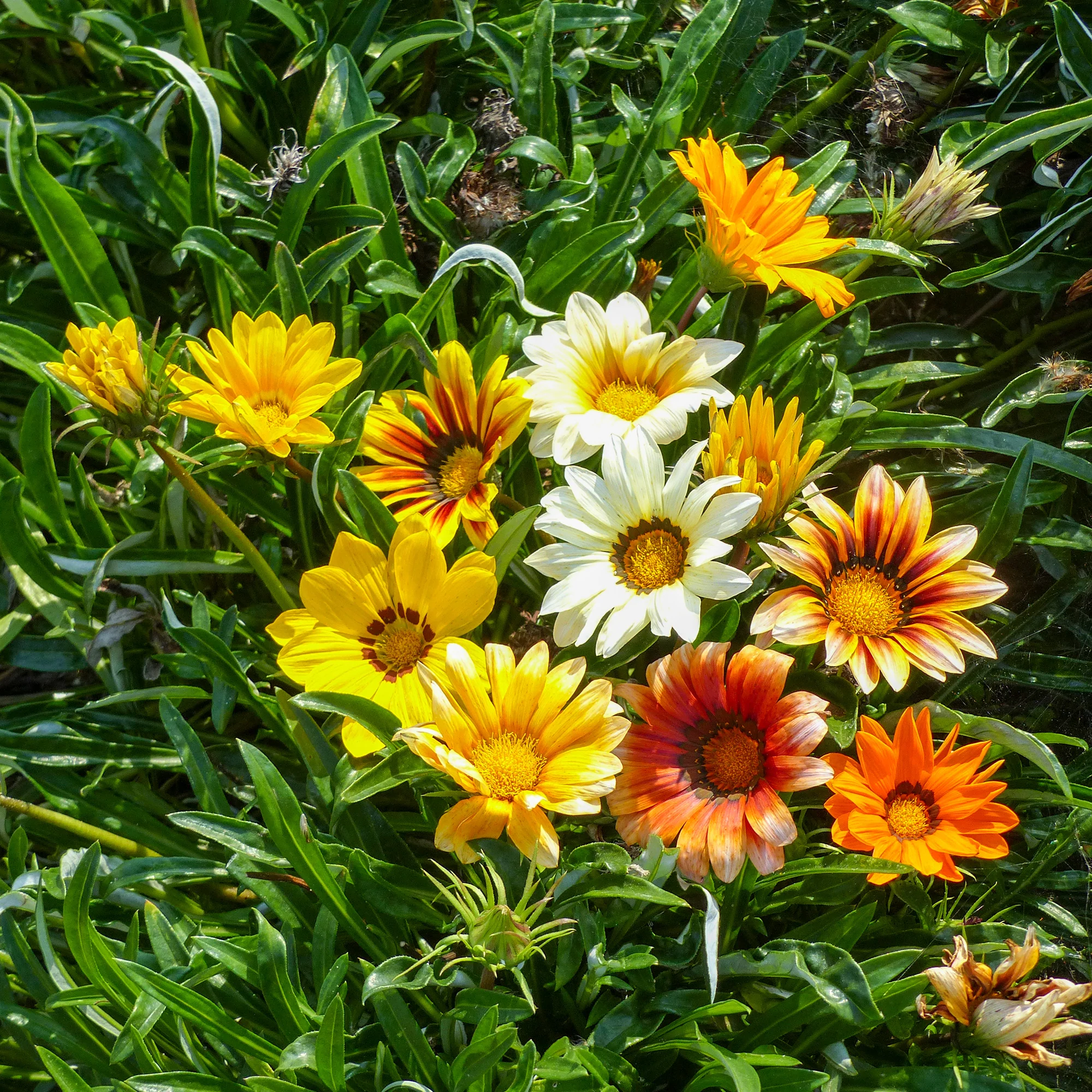 Middaggoud Sunshine Hybrids