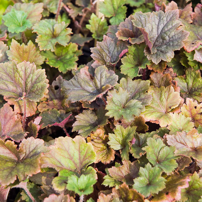 Mijterloof Rubra - Image 2