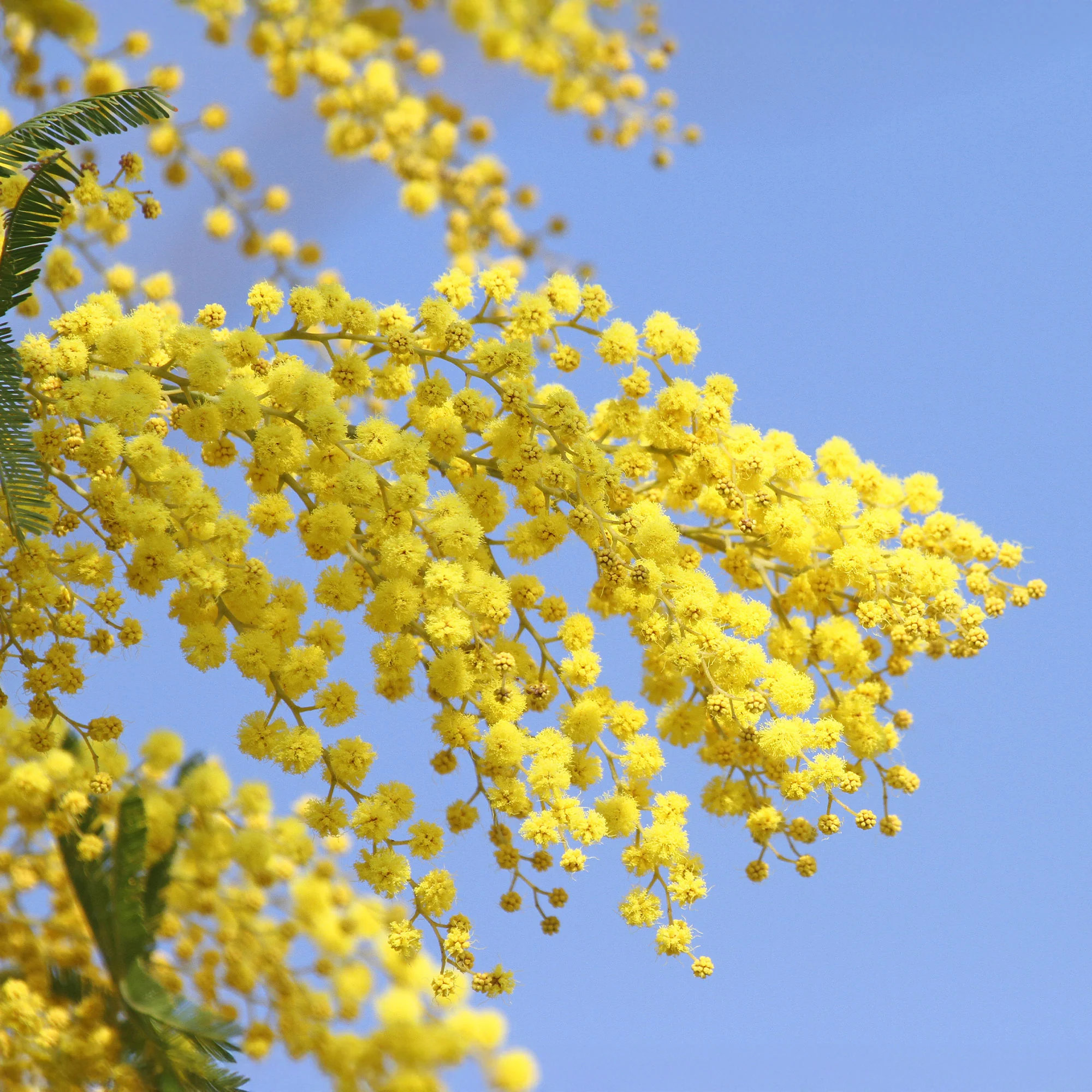 Mimosa - Image 2