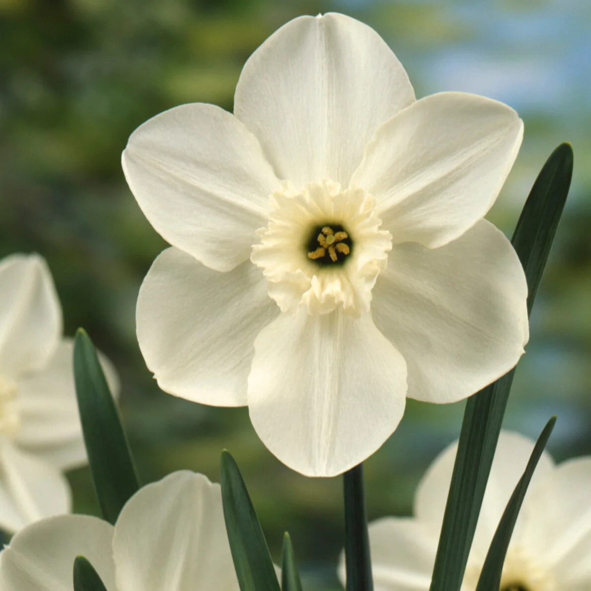 Mini-narcissen Princess Zaide (x5)