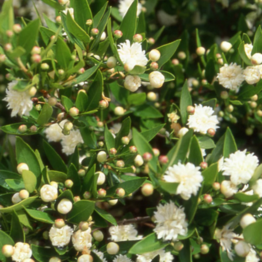 Mirthe 'Flore Pleno' - Image 2