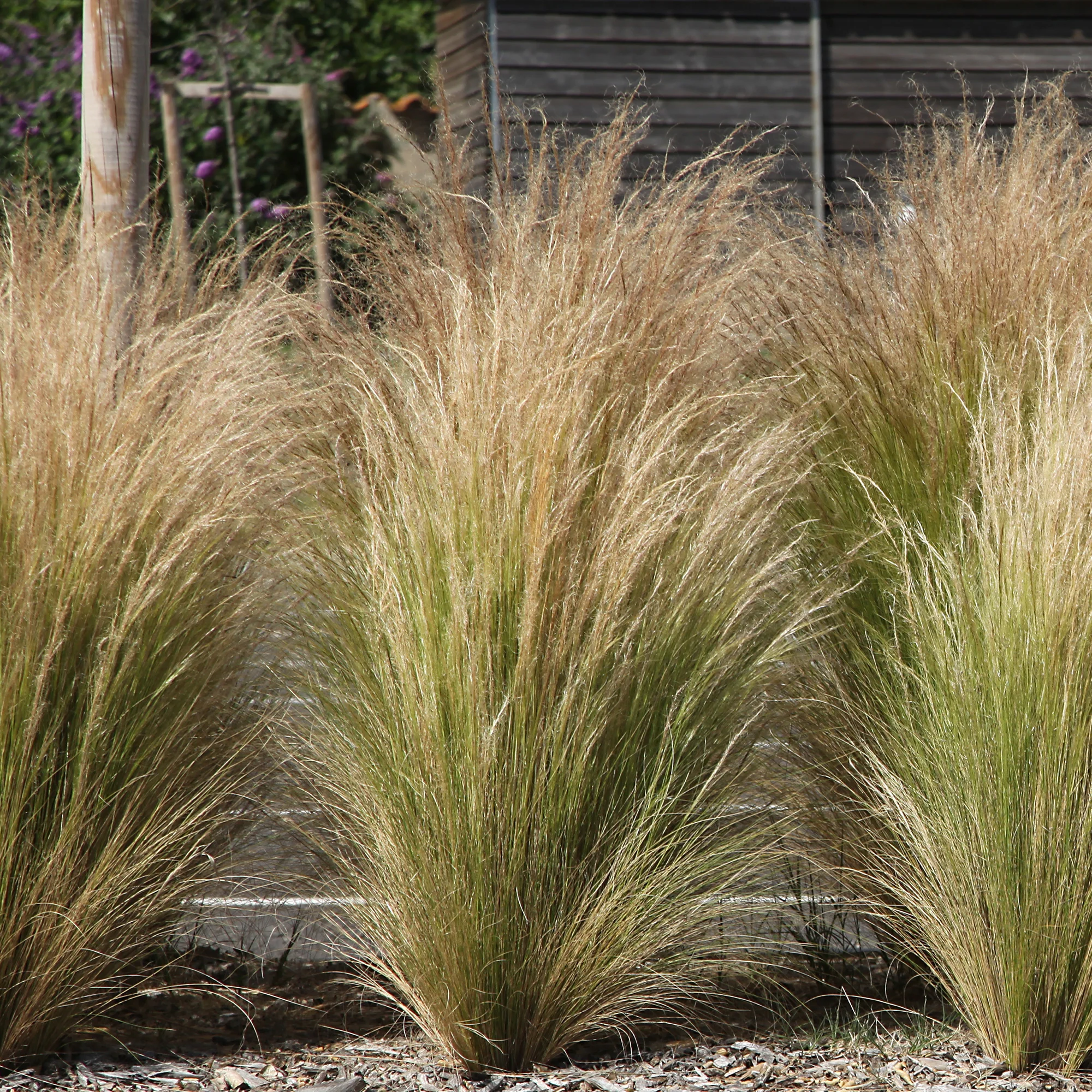 Moderne collectie vaste planten voor buiten (x6) - Image 2