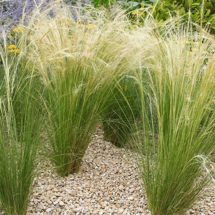Moderne collectie vaste planten voor buiten (x6) - Image 3