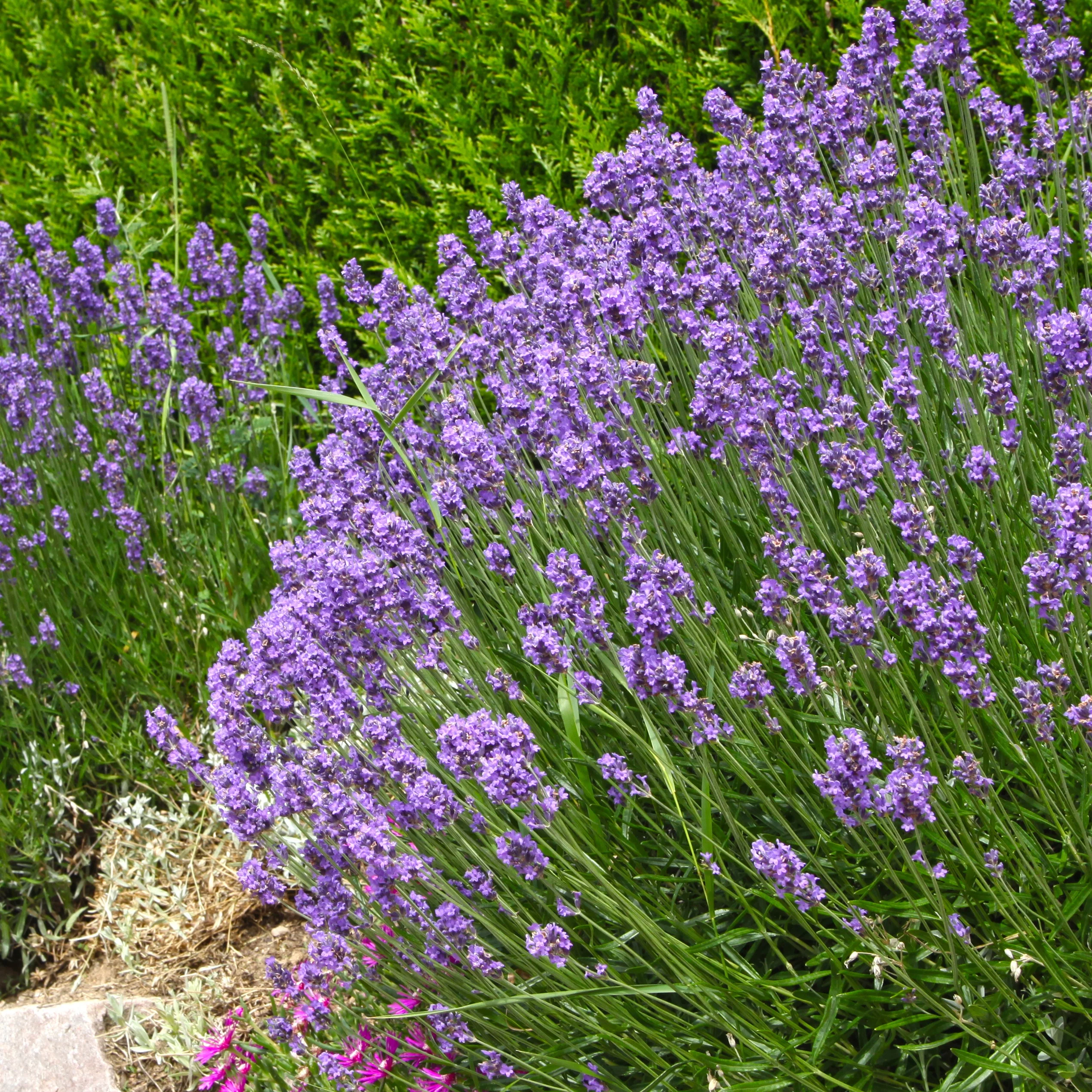 Moderne collectie vaste planten voor buiten (x6) - Image 4