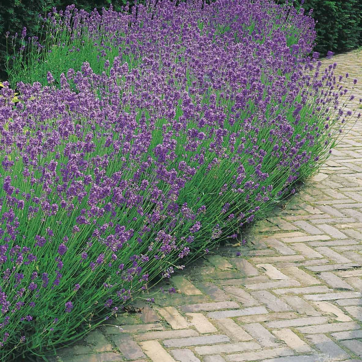 Moderne collectie vaste planten voor buiten (x6) - Image 5