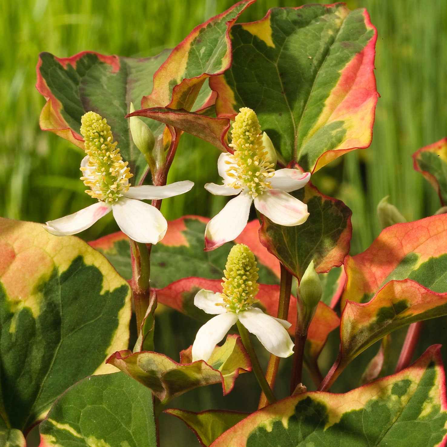 Moerasanemoon 'Chameleon'