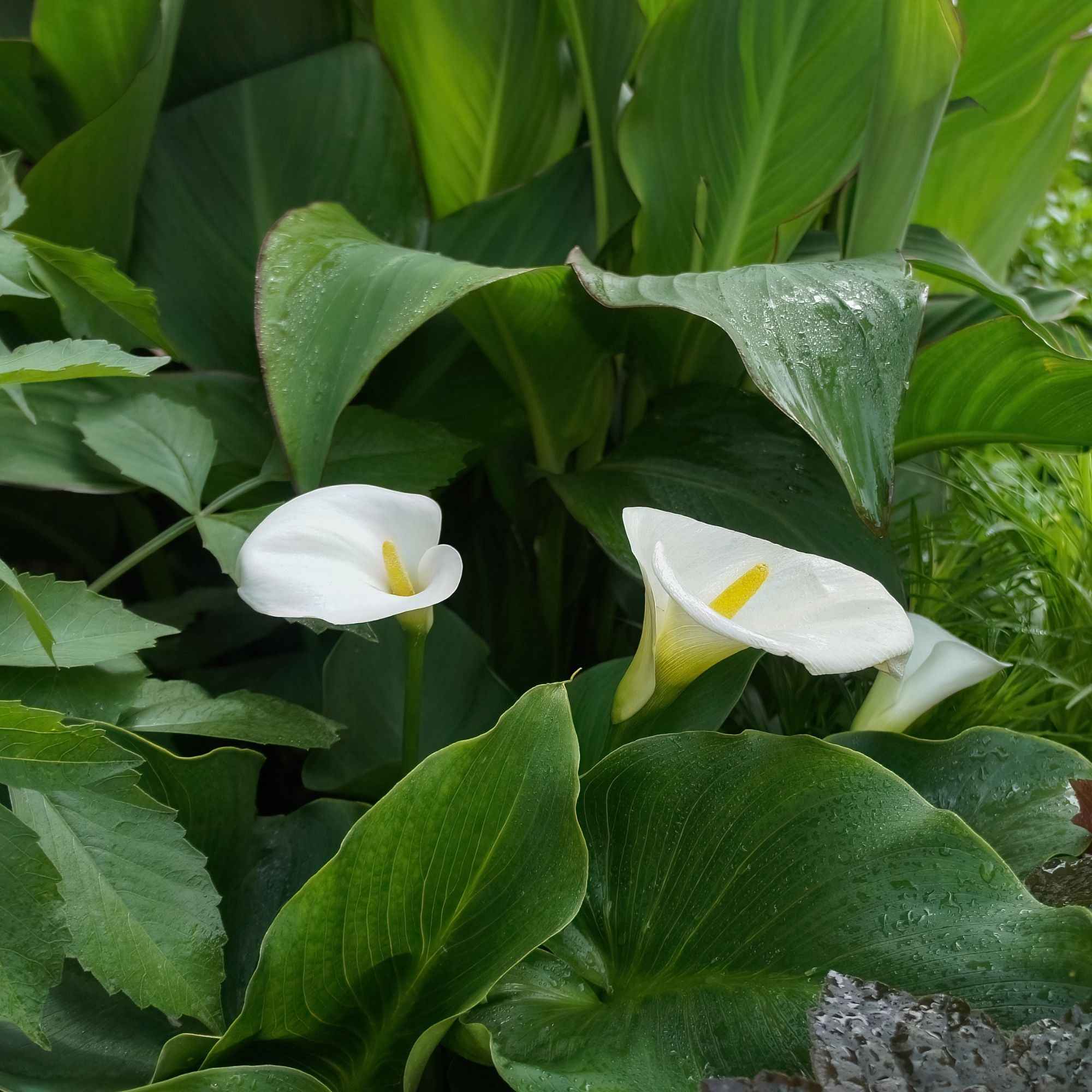 Moerasaronskelk (x2) - Image 3