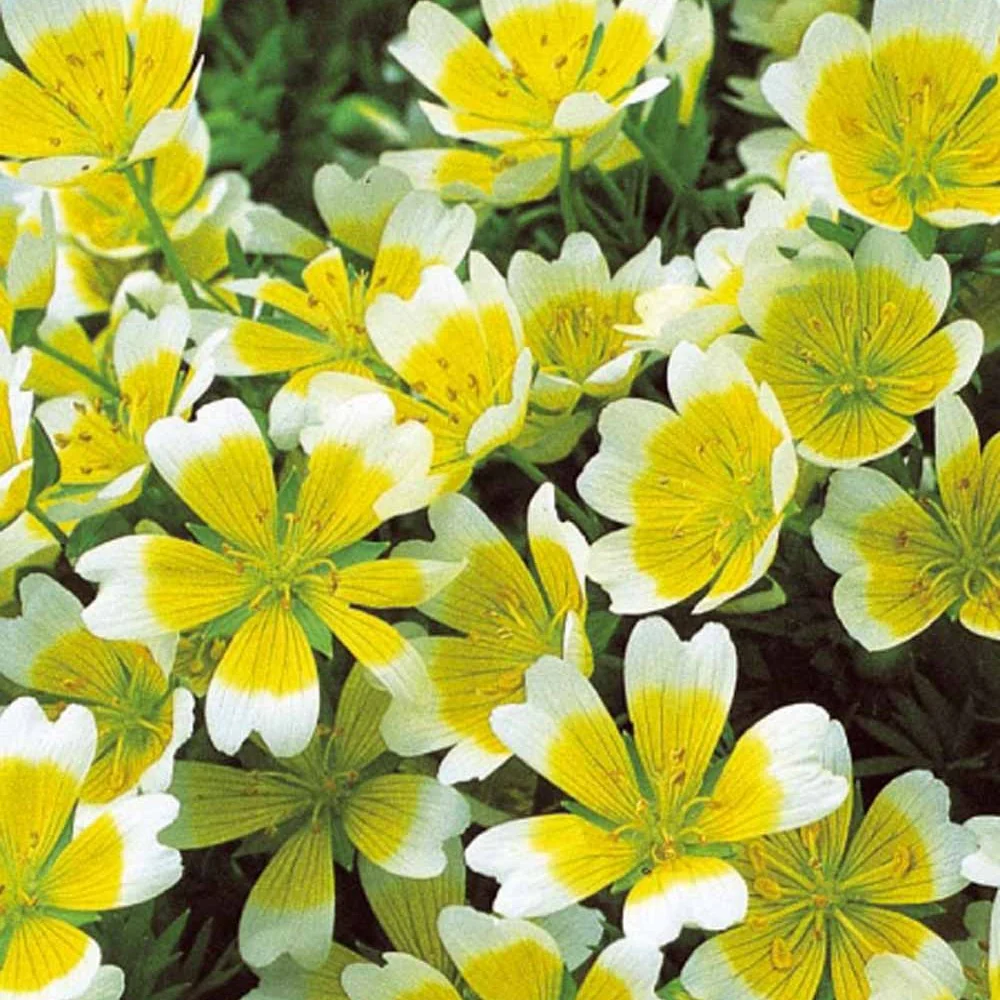 Moerasbloem