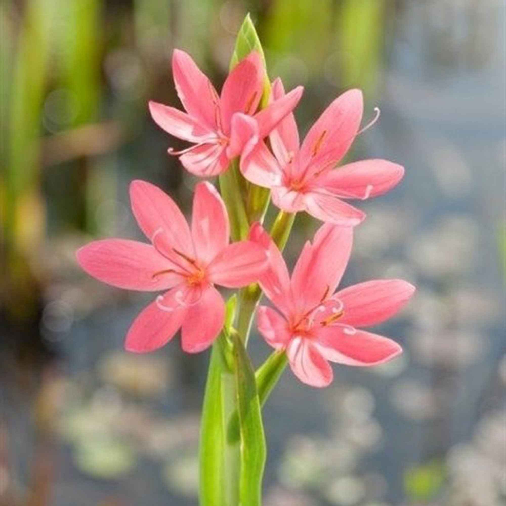 Moerasgladiool 'Mrs Hegarty'