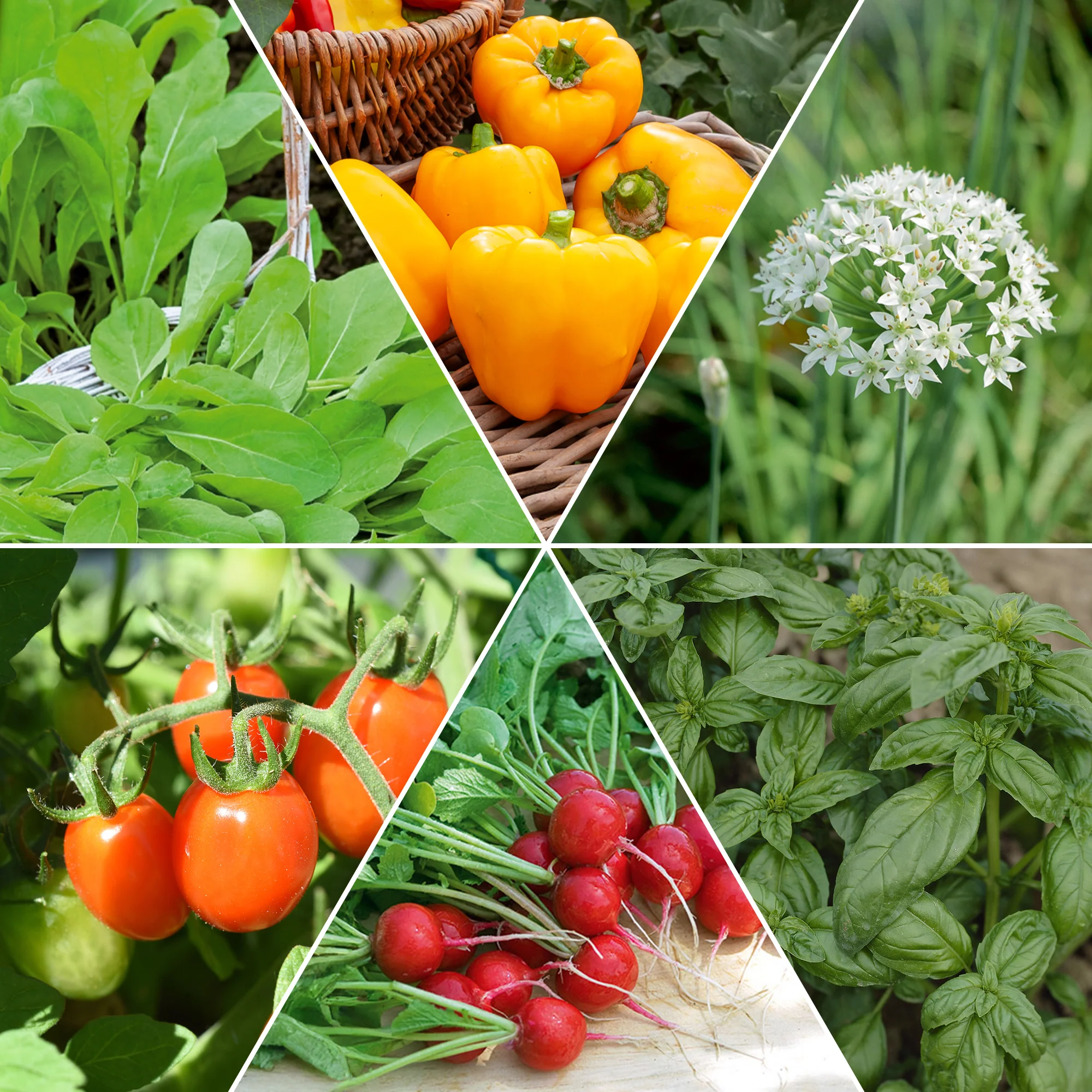 Moestuinmix #1