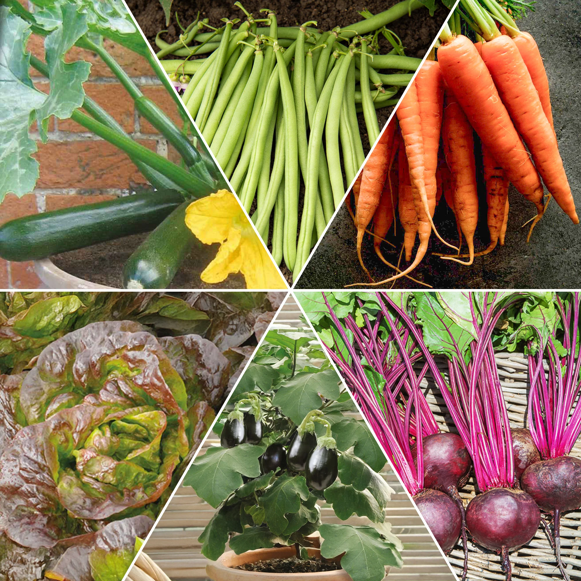Moestuinmix #1 - Image 2