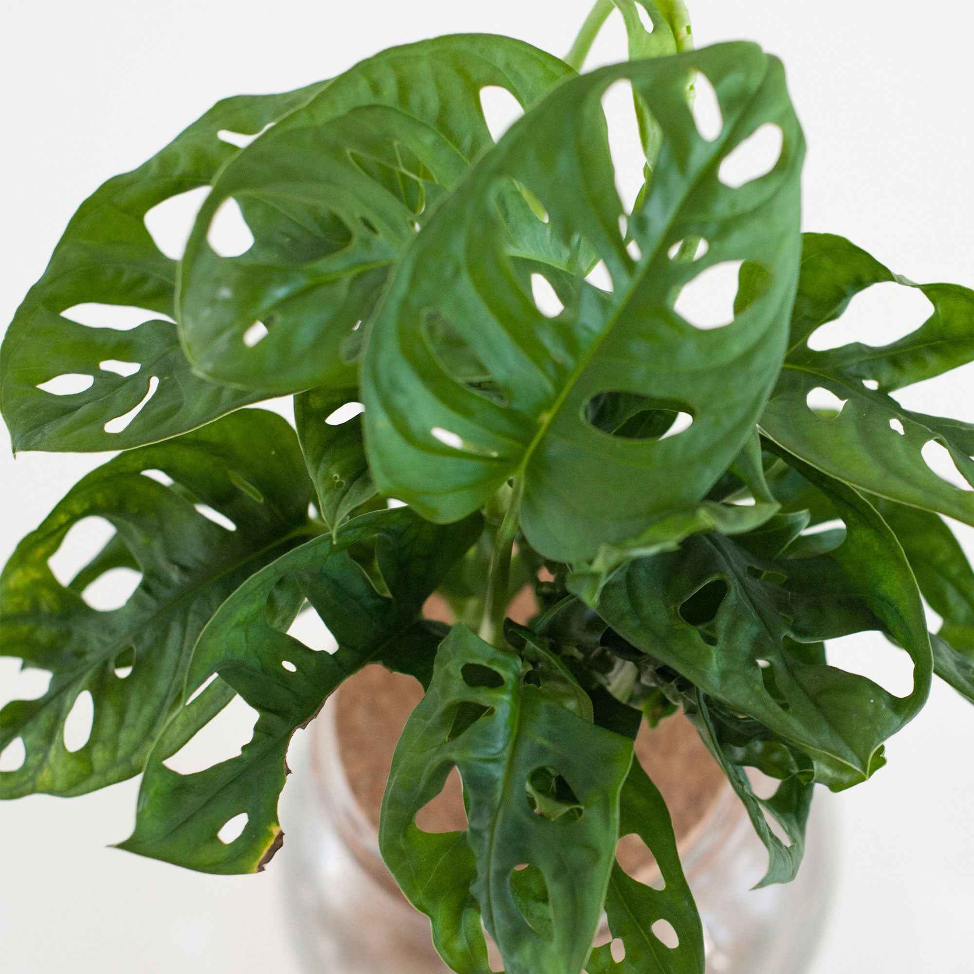 Monstera in Bolglas - Hydroponie - Image 2