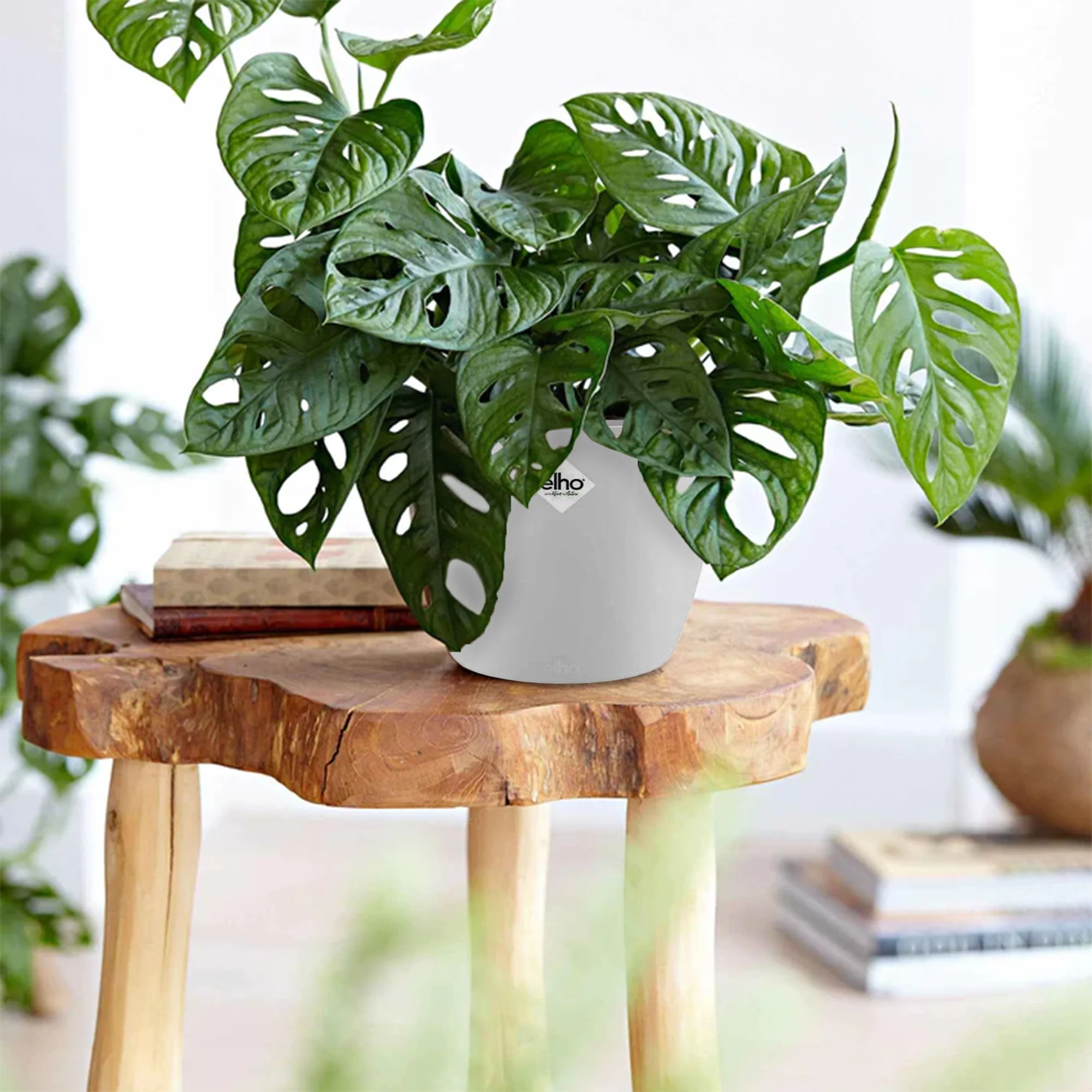Philodendron Monstera Monkey Mask incl. witte sierpot ELHO