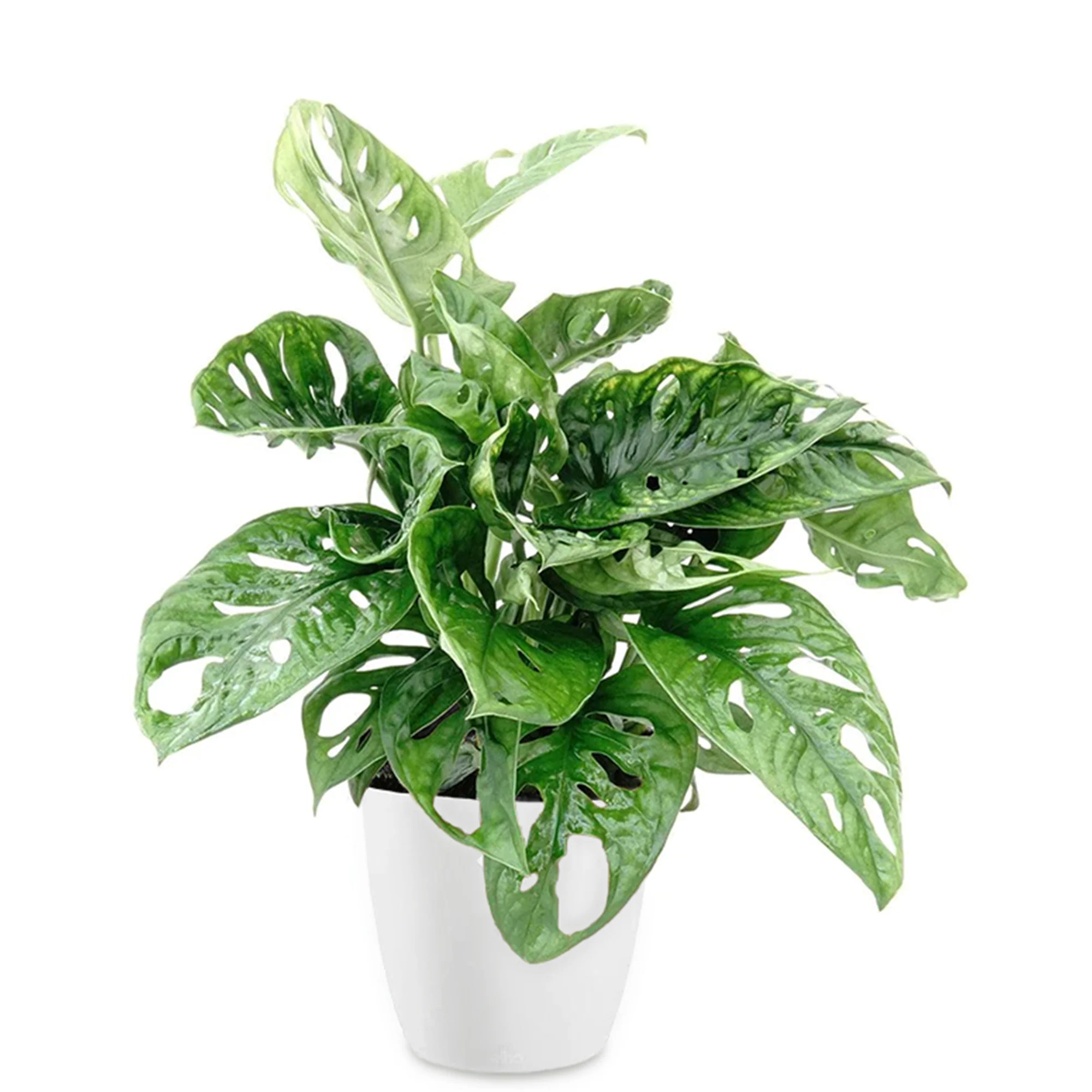 Philodendron Monstera Monkey Mask incl. witte sierpot ELHO - Image 2