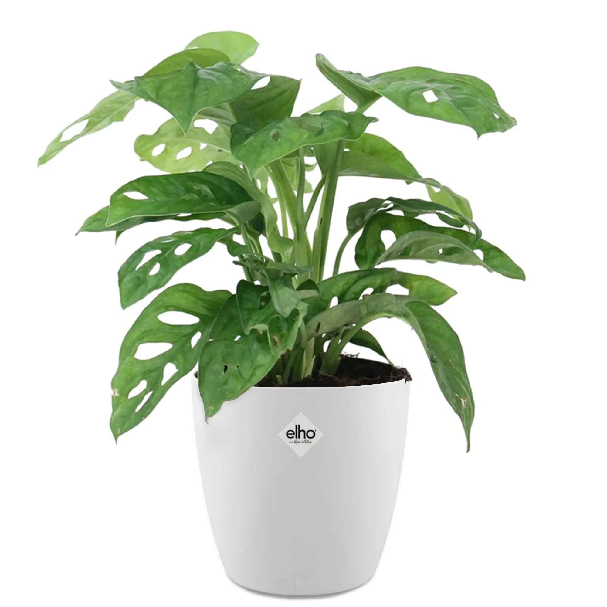 Philodendron Monstera Monkey Mask incl. witte sierpot ELHO - Image 3